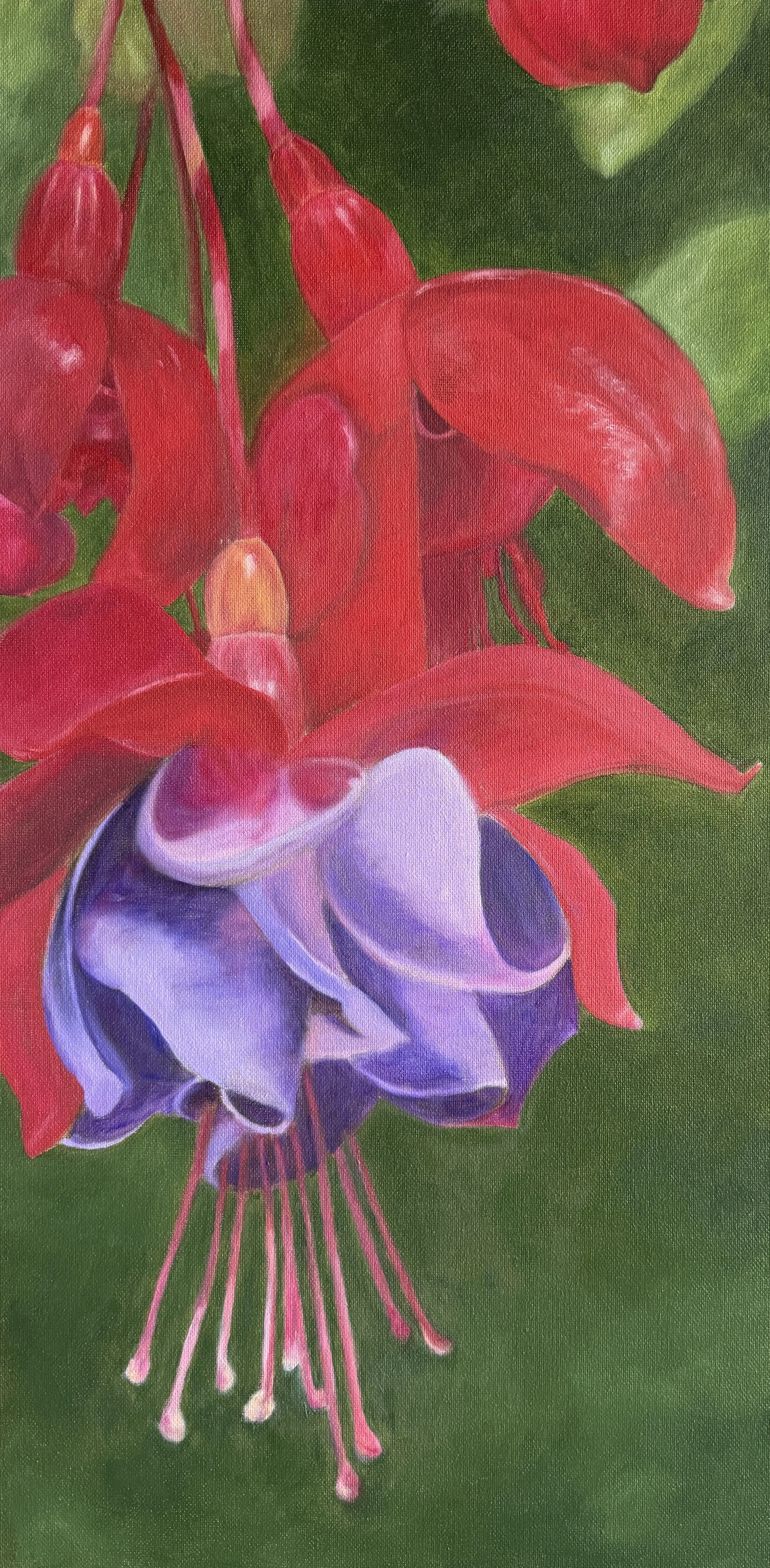 Sunlit Fuchsia