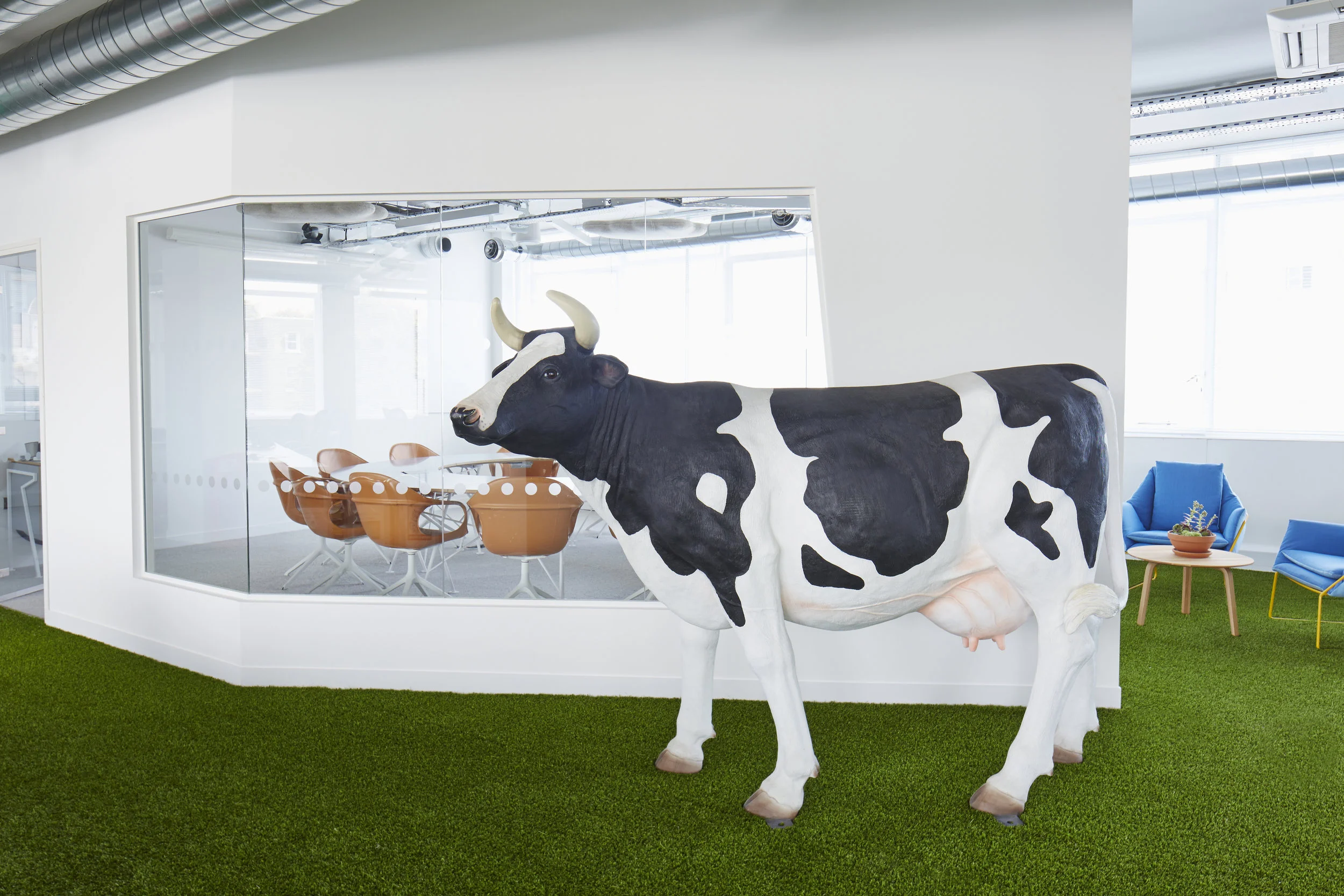 Cow_0005.jpg