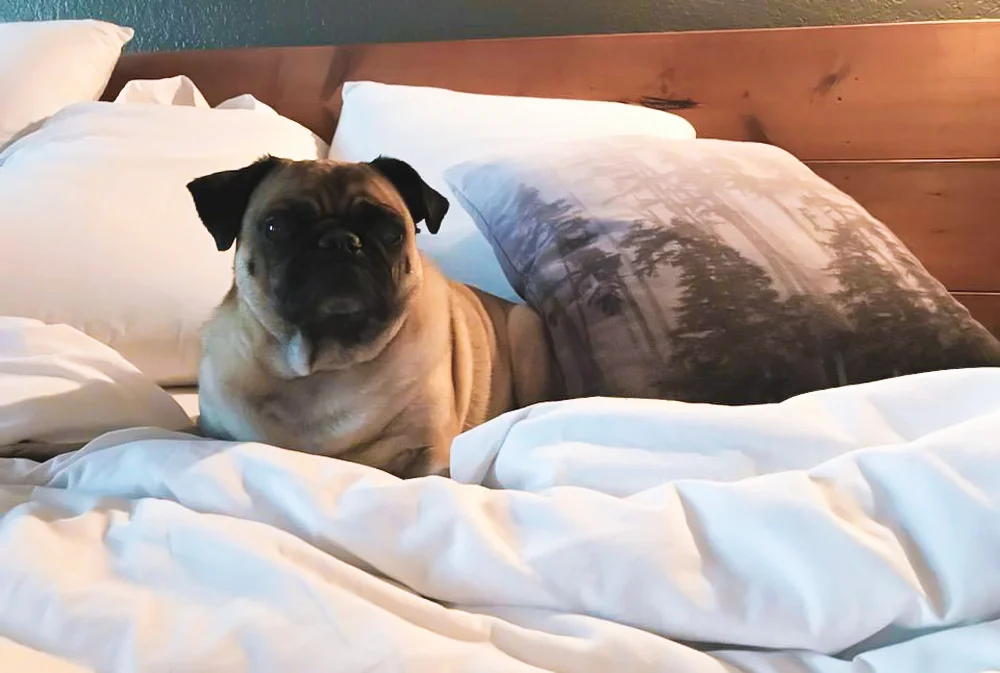 sammy favorite pilow adrift hotel.jpg