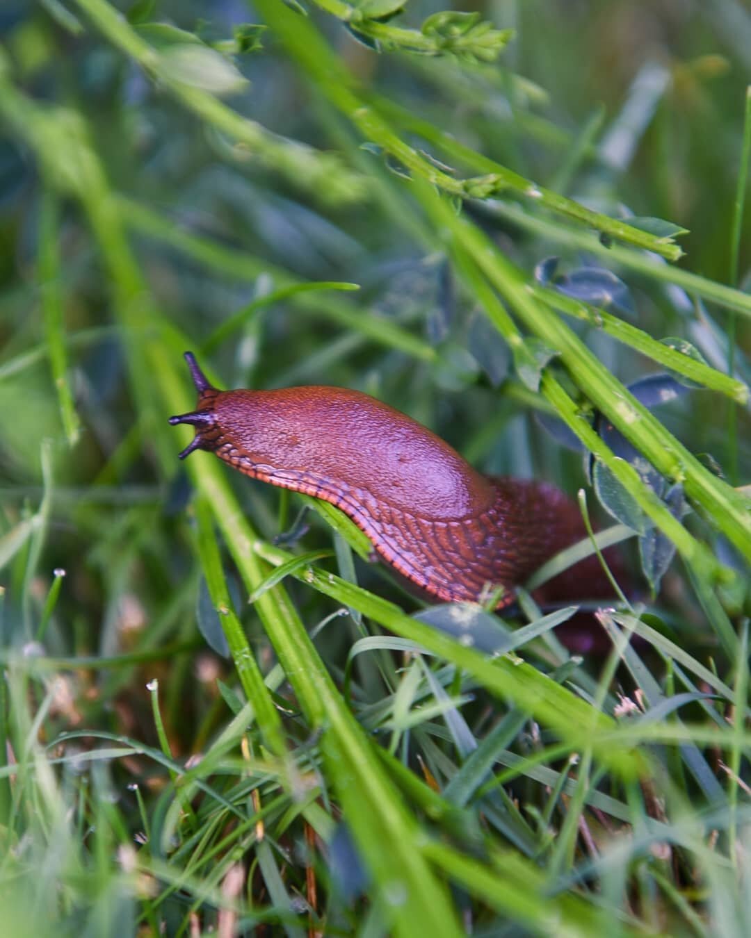 Banana Slug Heros
~ 
This morning I found myself propped on my elbows in dewy grass around 6:15 am, capturing a view for a commission on Coxcomb Hill from a low angle. I noticed several of these crew hard at work, nibbling away at the invasive Scotch