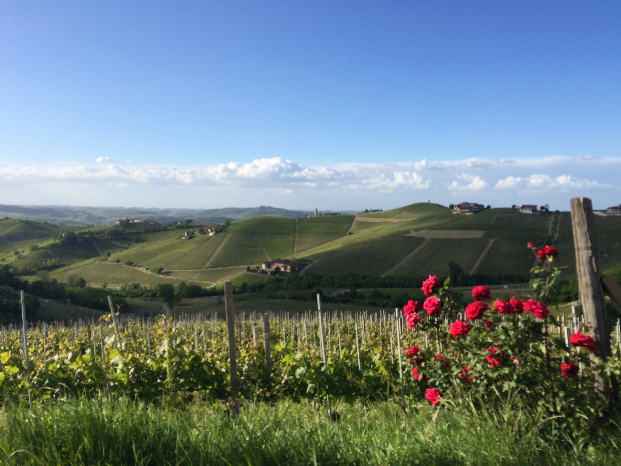 cru Martinenga in Barbaresco 