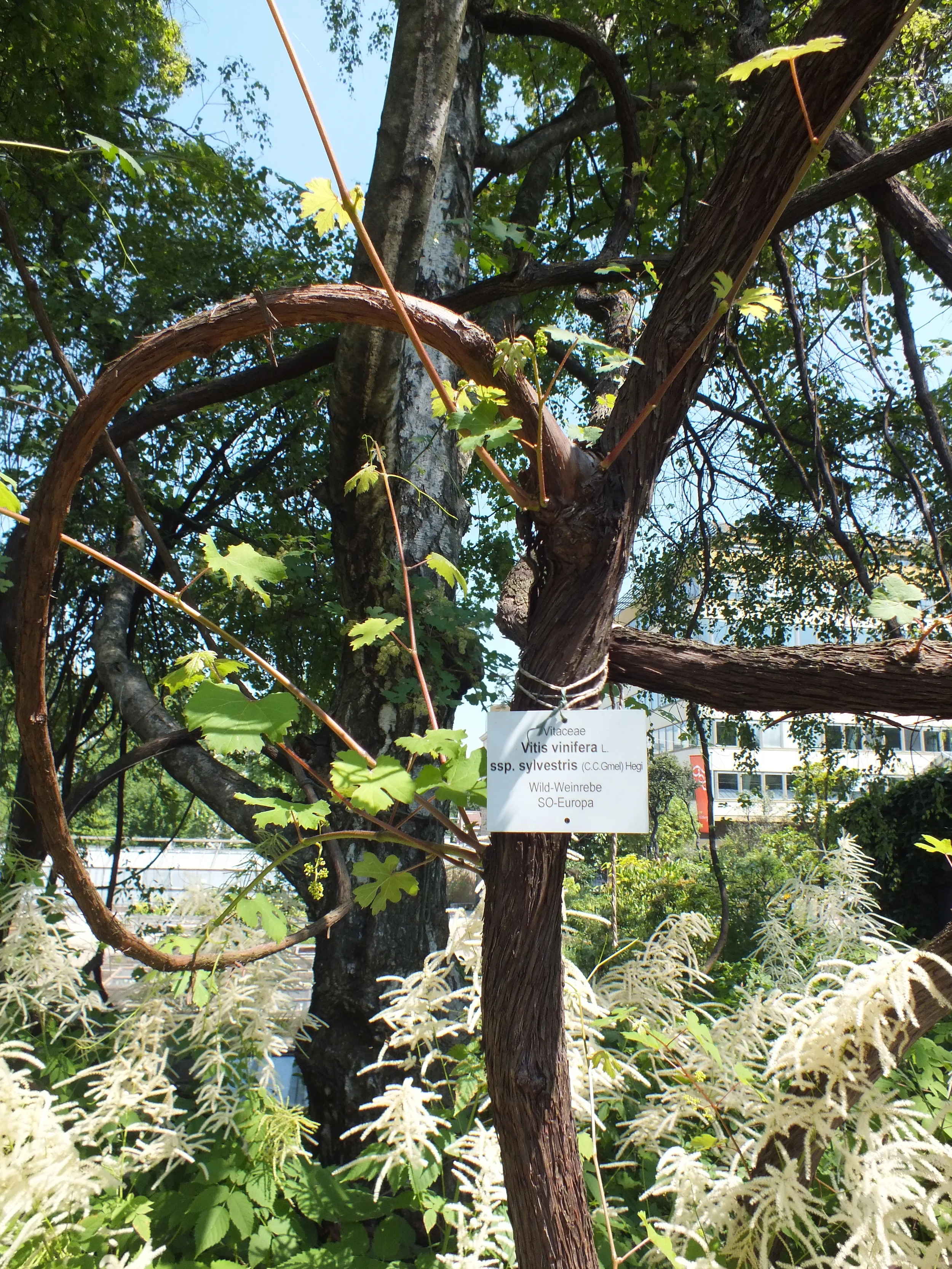 DSCF4119.JPG