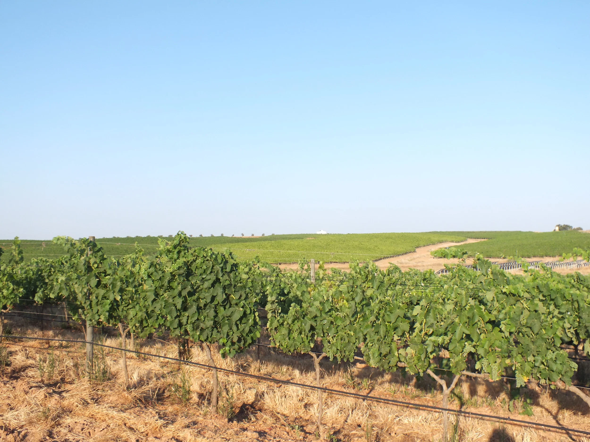 Vineyards of Alentejo