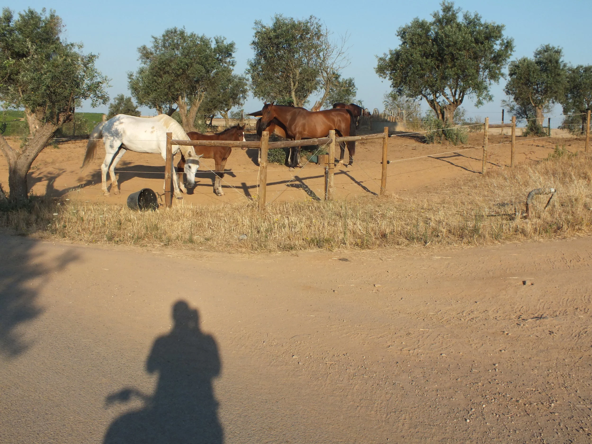 Horses at Herdade dos Grous, Beja, Alentejo