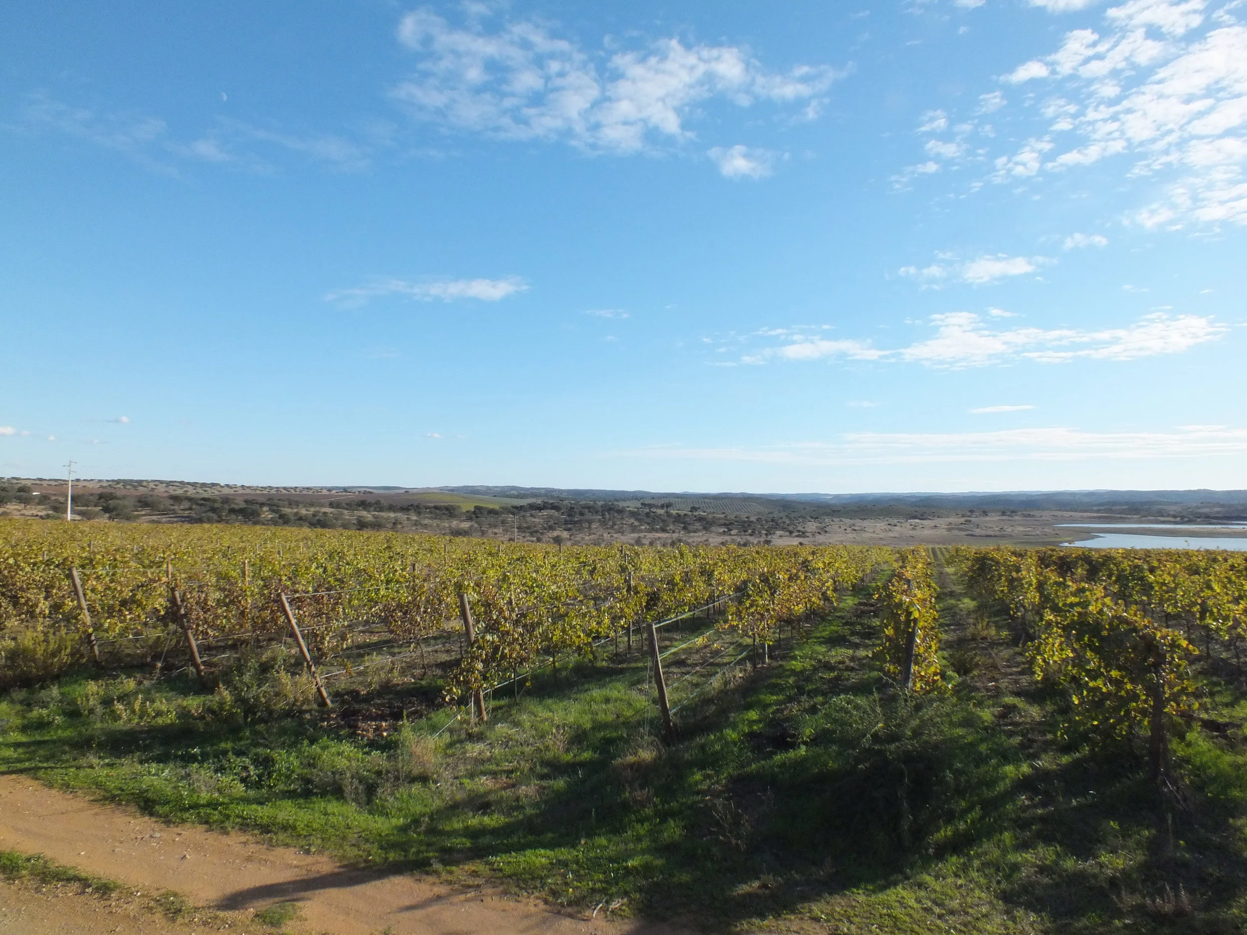 ALENTEJO / Herdade do Esporão  - A PORTUGUESE WINE DIARY - Part 2