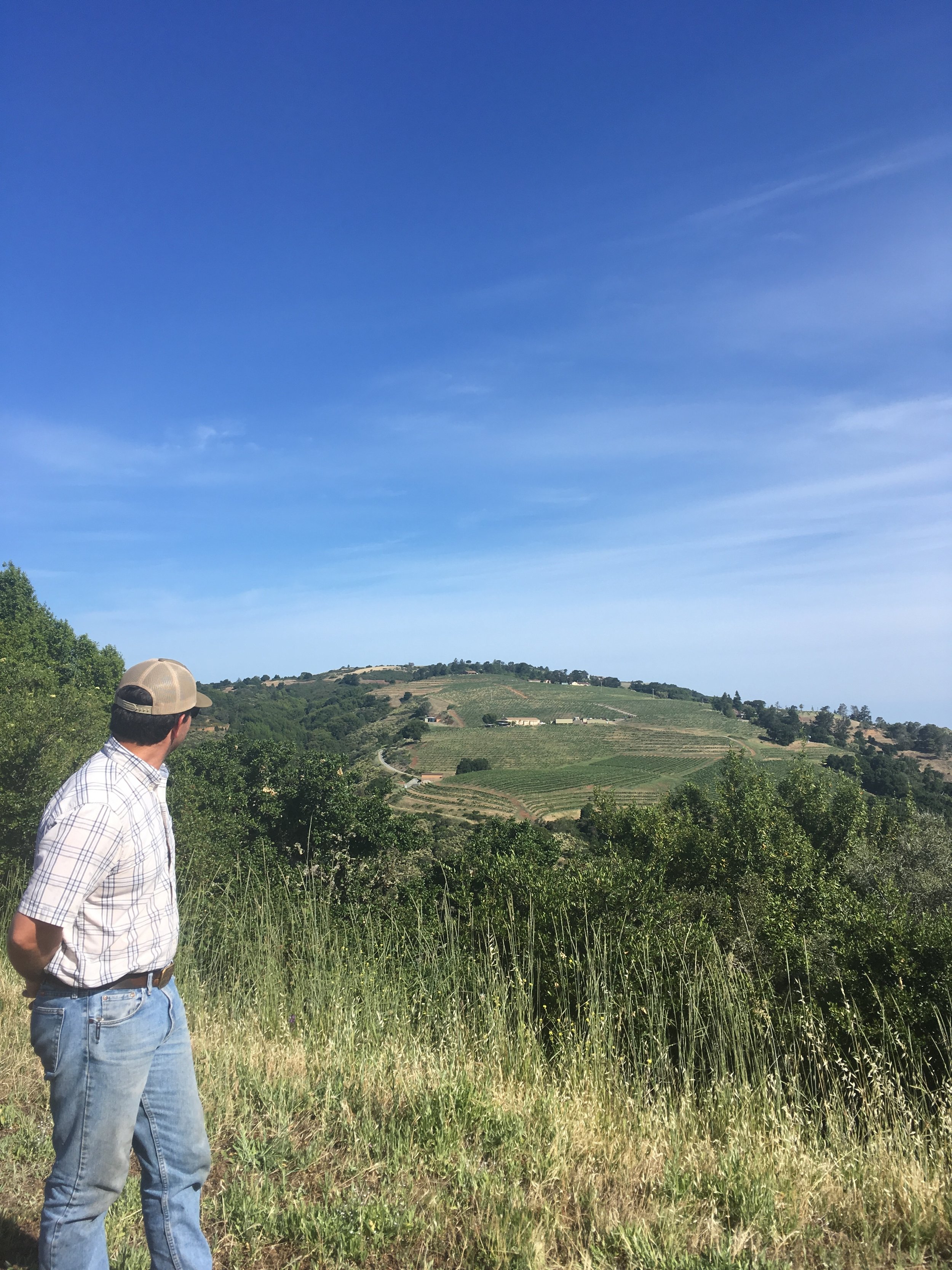 View of Perrone from Rousten Ranch Vineyard 