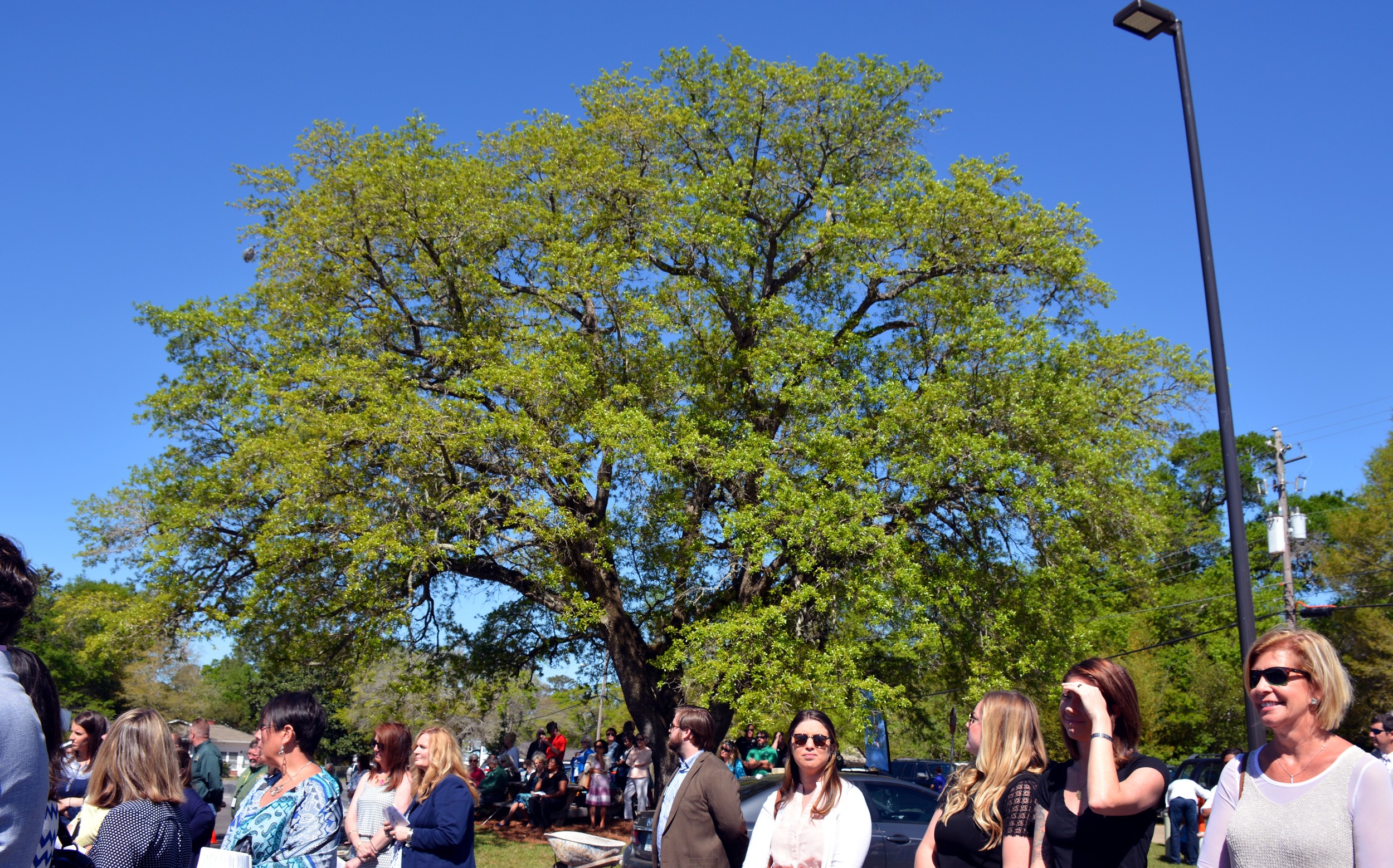 Live Oak Tree-PFCAC 2016-2.jpg