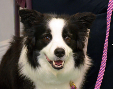 Annie border collie.png