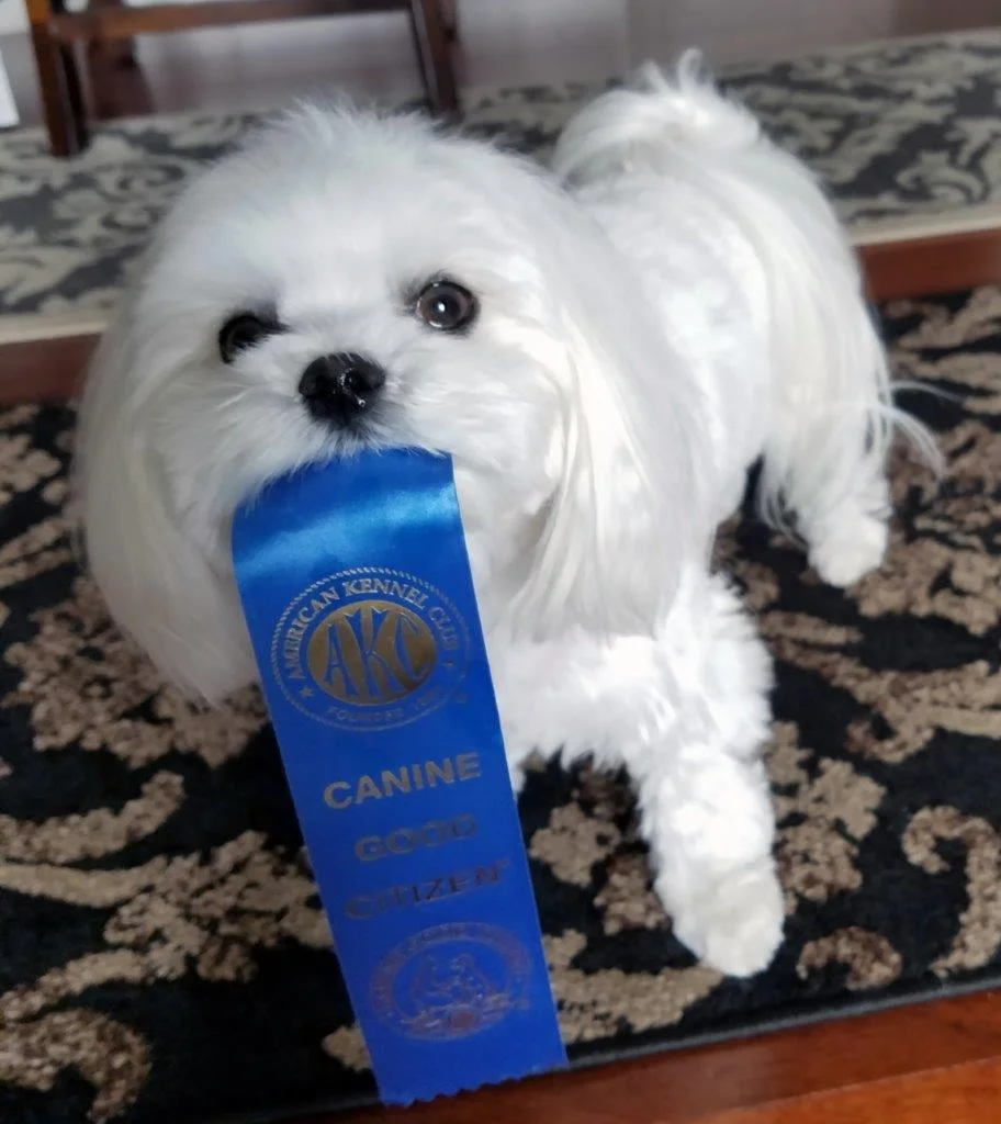 Abbey with AKC Ribbon2.jpg