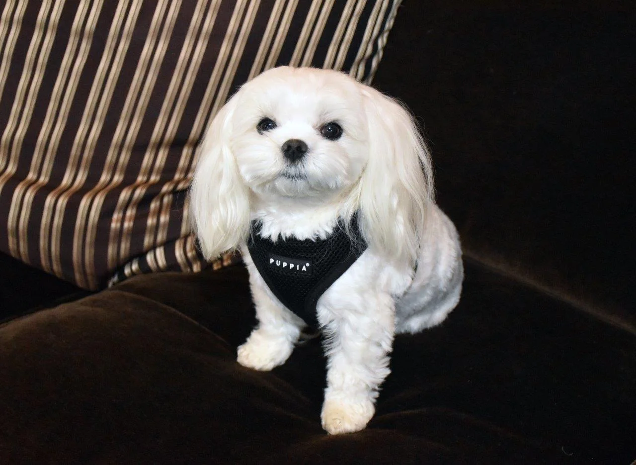 Abbey-ECCAC Therapy Dog 2019-6.jpg