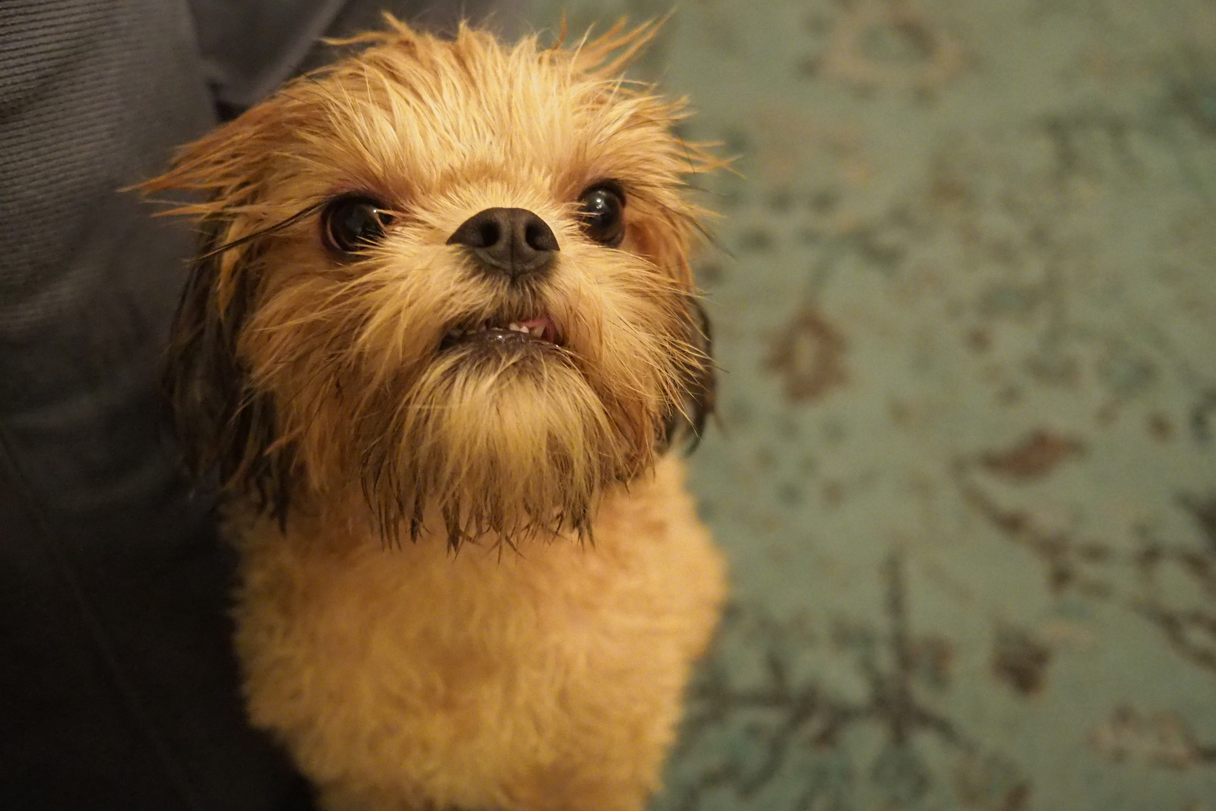 Igby! • 17mm • f/2.0 • 1/200 • ISO 6400