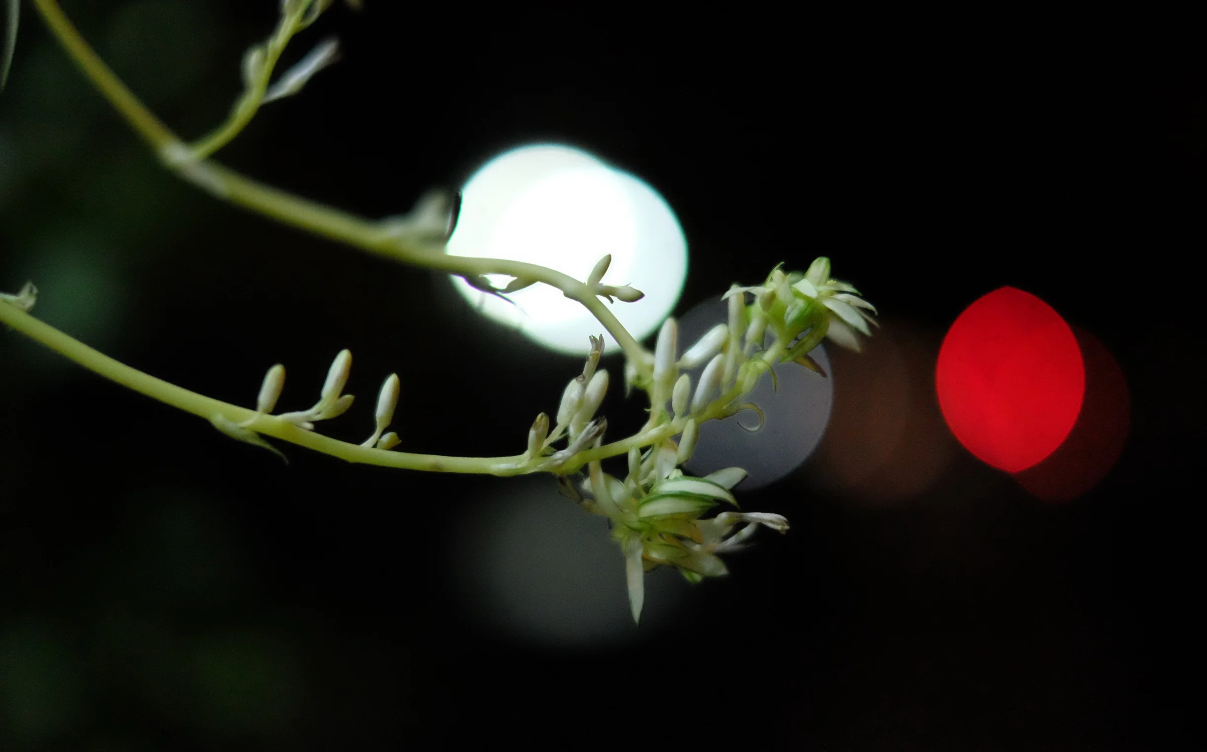 Instagreatness: Bokeh