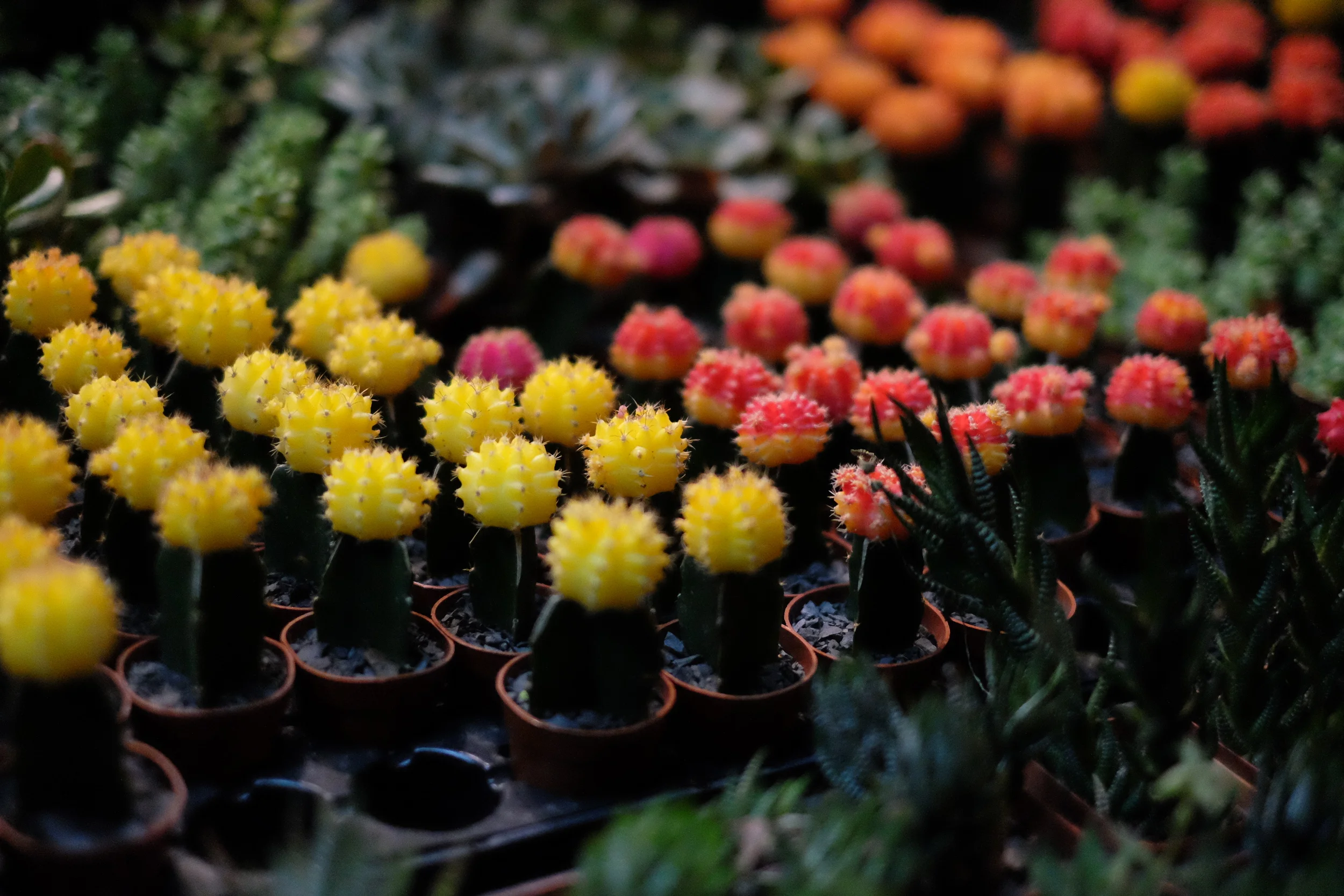 A Review of the Fujifilm X-T10 With The Camera Project