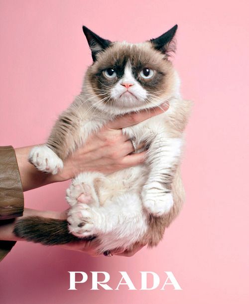 Grumpy-cat-with-Prada-logo