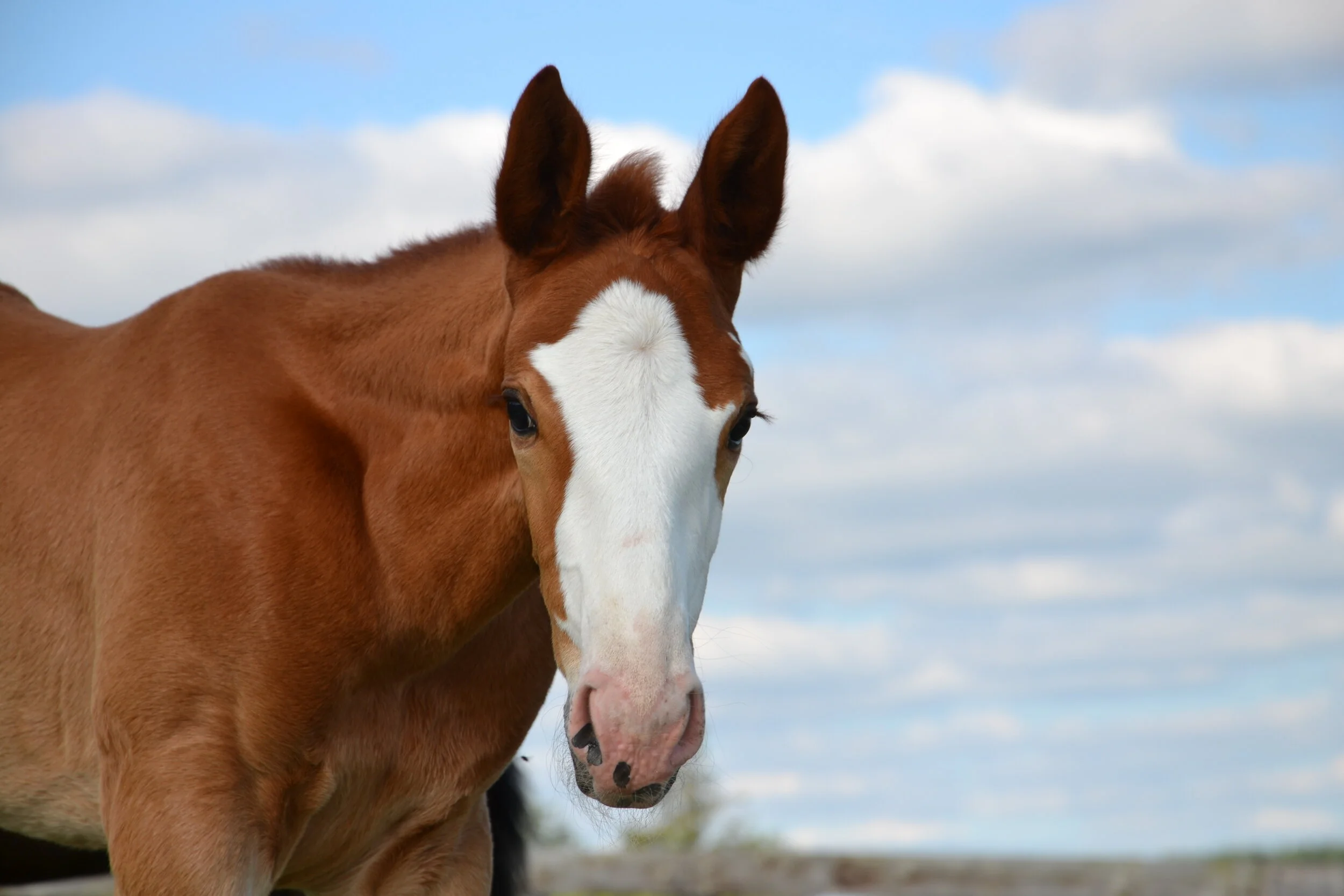 The leading Irish breeders of 2020