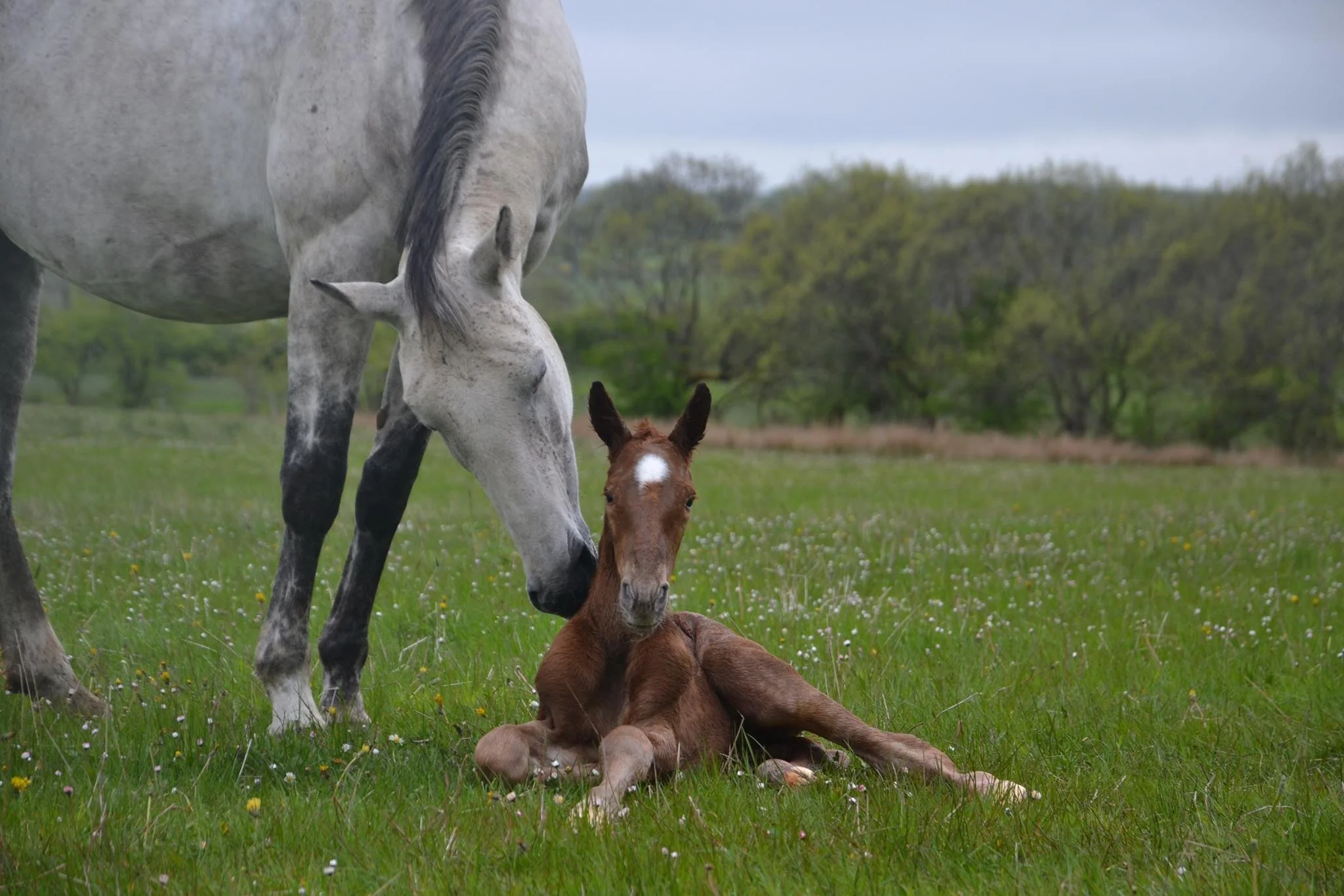 Reflecting on eight years as a breeder