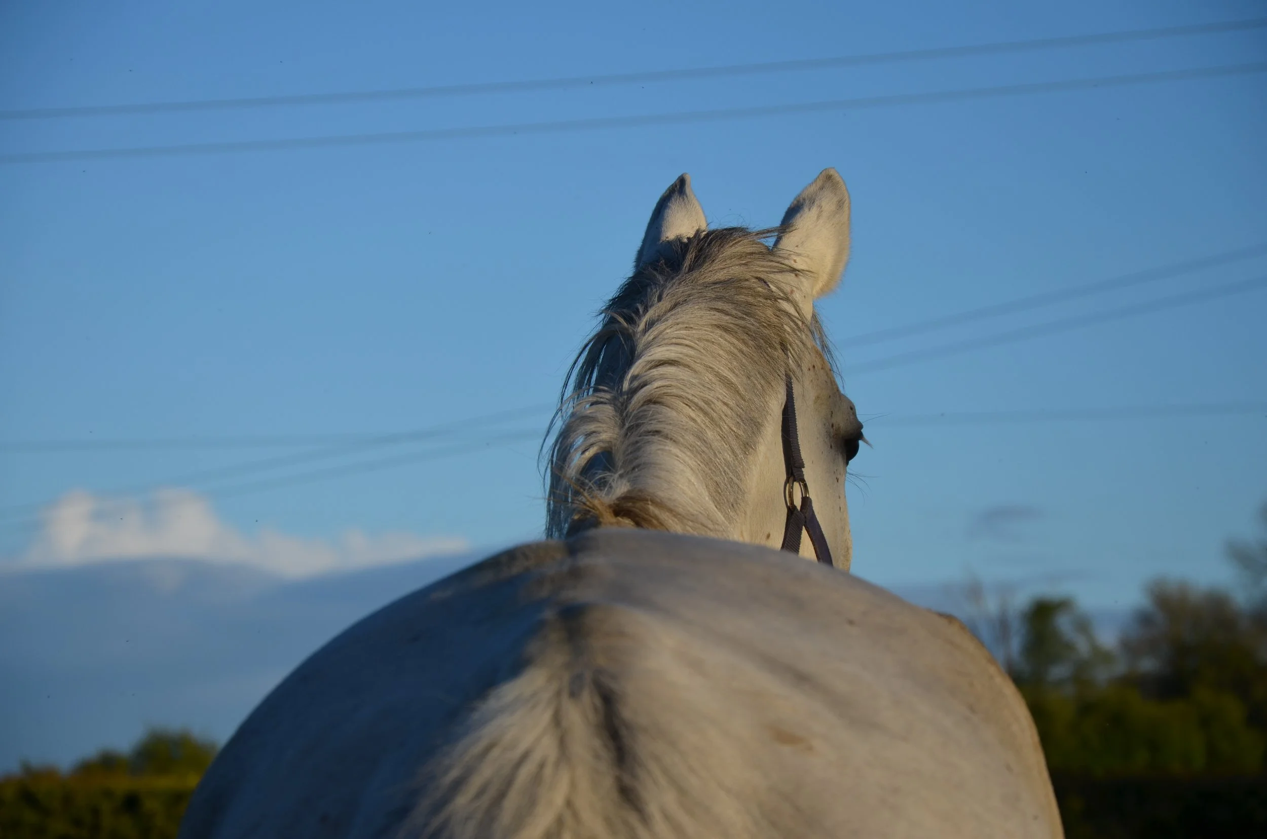 The leading Irish breeders of 2021