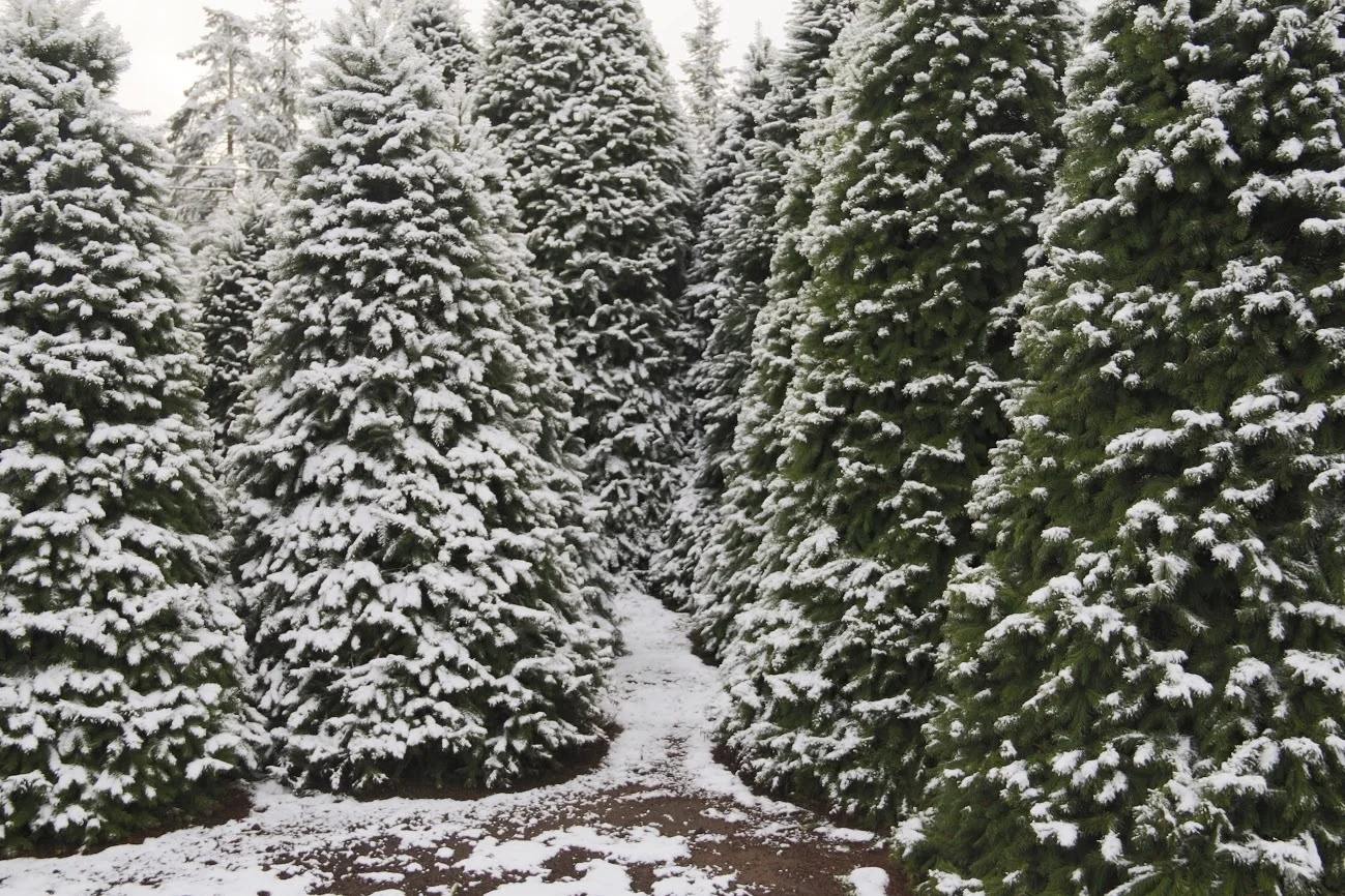 christmas tree forest.jpg