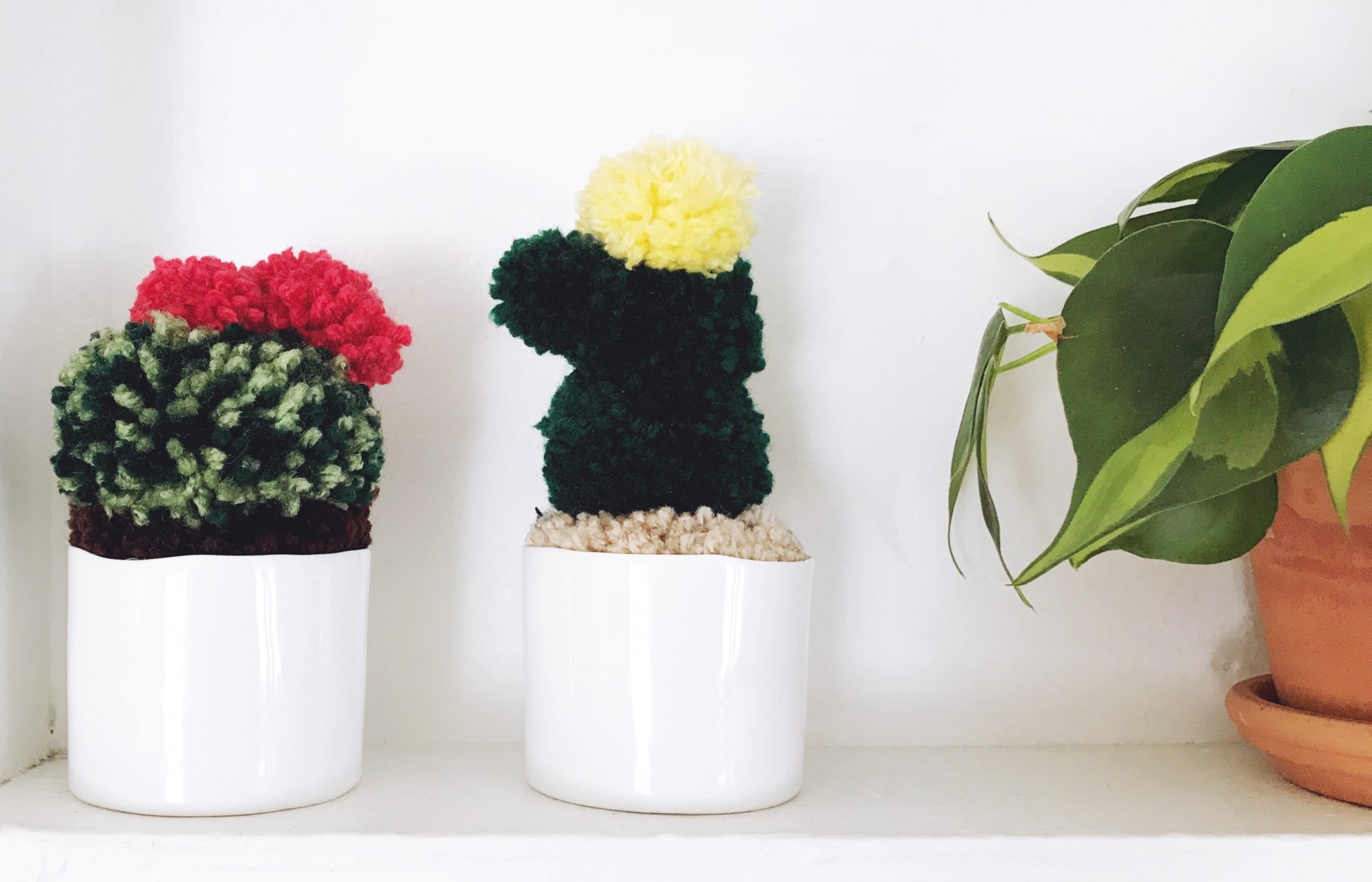 pom_pom_cactus.jpg