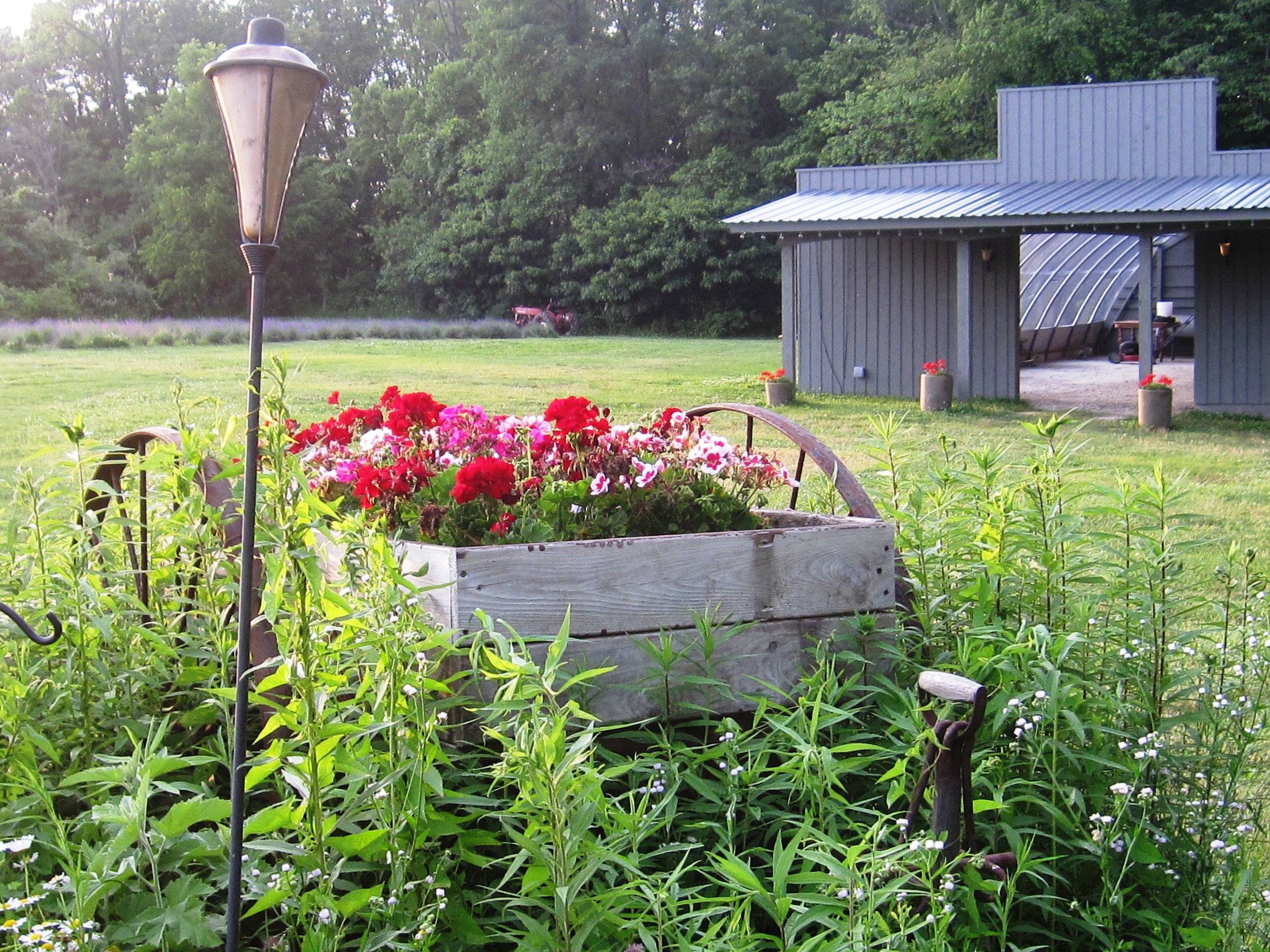 Farm June 2014 022.JPG