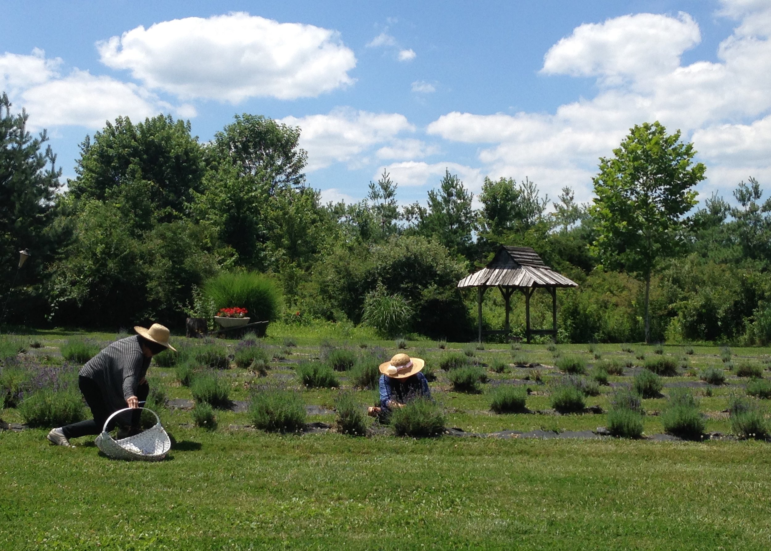 Harvesting in the lavender field July 2014.JPG