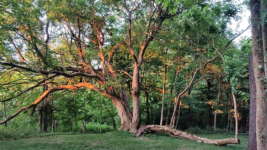 Wedding  Tree Arch (2).jpg