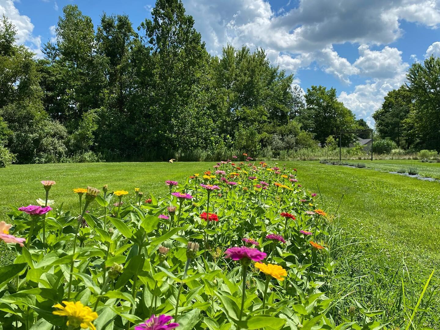 There&rsquo;s more than lavender at Willowfield. Our beautiful zinnias are also in bloom! 🌼
.
.
#willowfieldlavenderfarm #lavender #visitindy #visitmorgancounty #lavenderfarm #zinnias