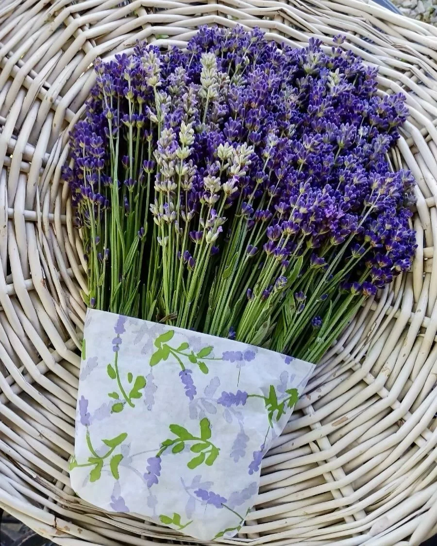 A bundle of purple 💜