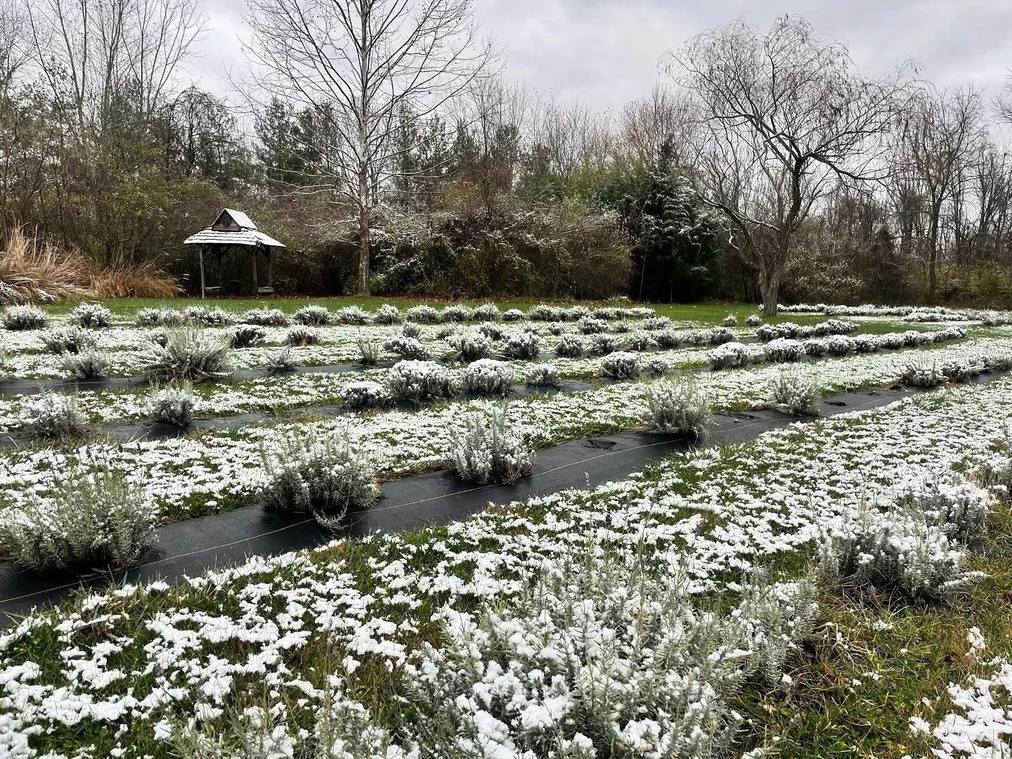 A beautiful snowy morning ❄️
