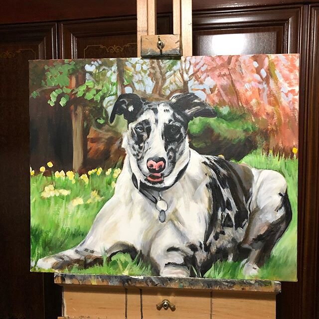 Commission : lercher 30x 24 inch cotton canvas. #dogs #portraits #pets #petportrait #acrylics #lerchers #lercher