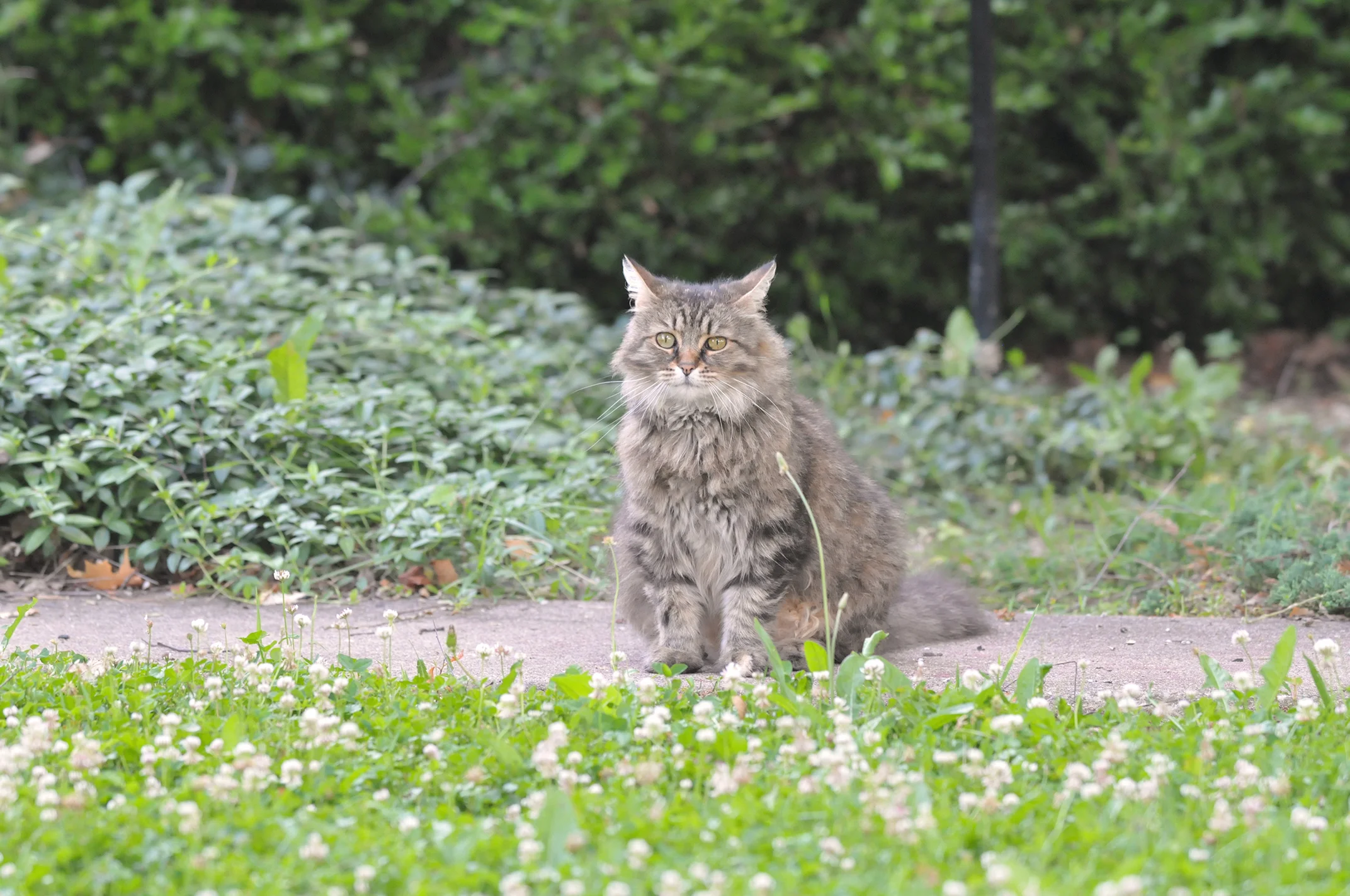 Skeeter, "world's most beautiful barn cat"