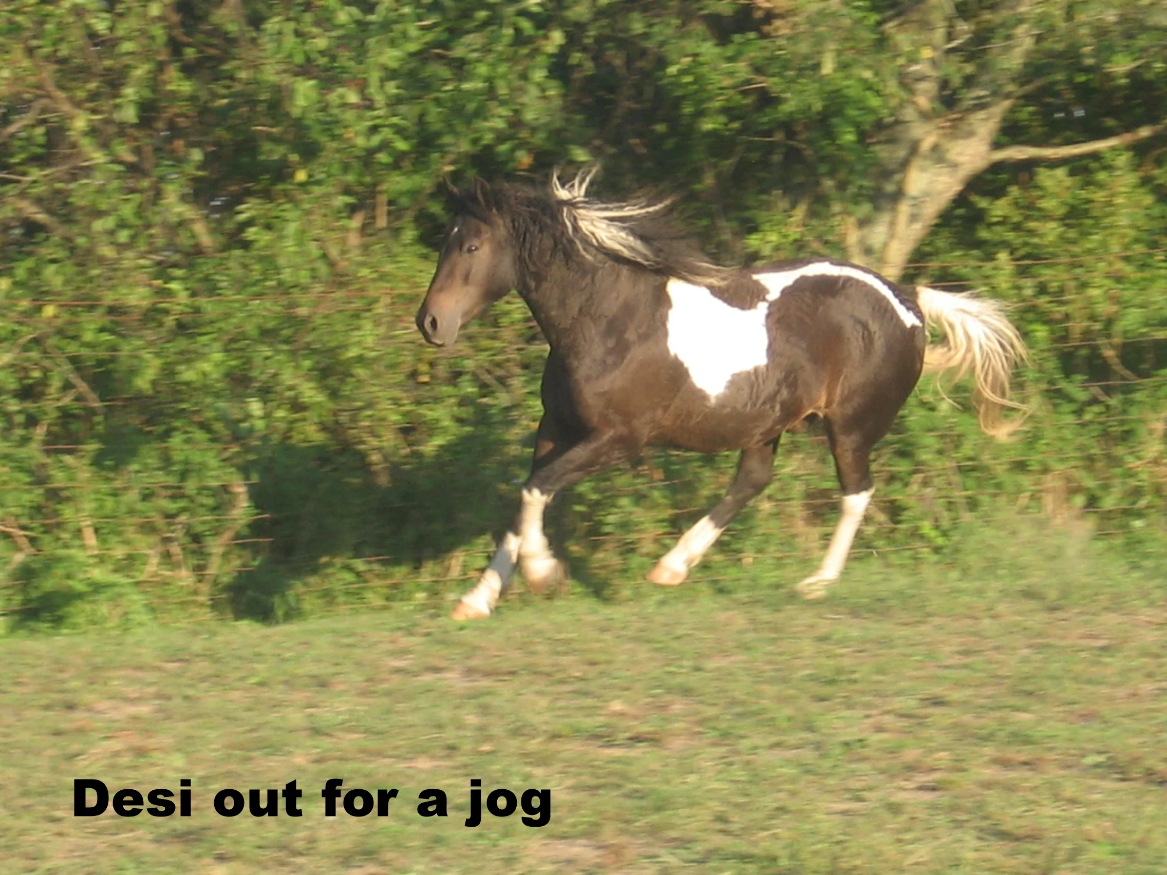 Desi out for a run