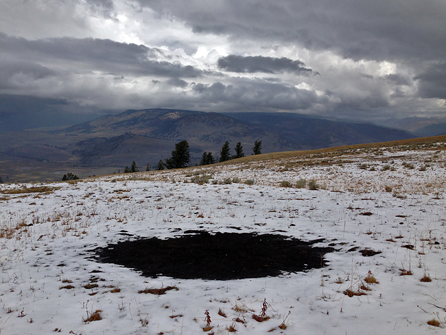 Bos bison wallow, Yellowstone Plateau