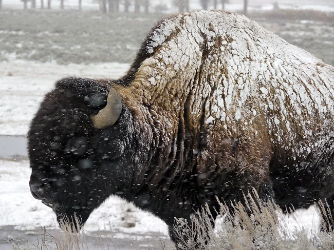 yellowstone_bison_snowstorm.jpg