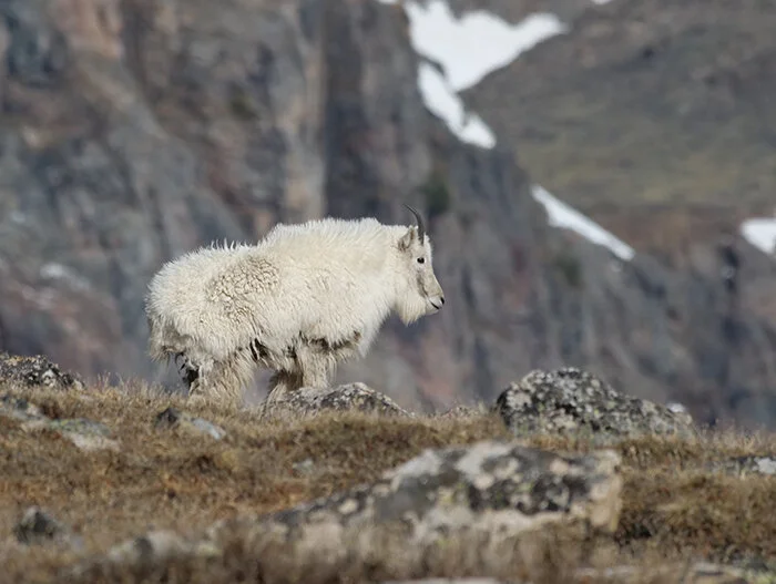 mtn_goat_kid.jpg