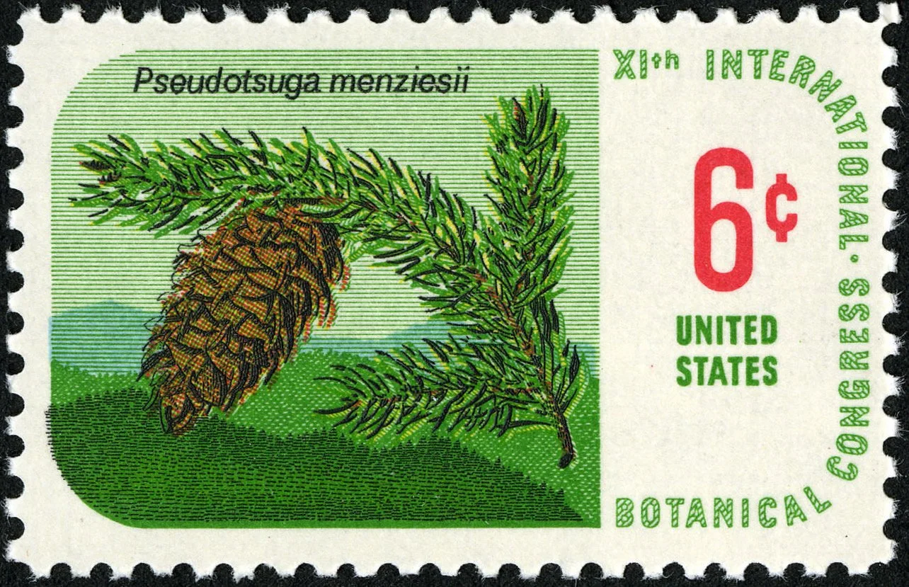 Botanical_Congress_Douglas_Fir_6c_1969_issue_U.S._stamp.jpg