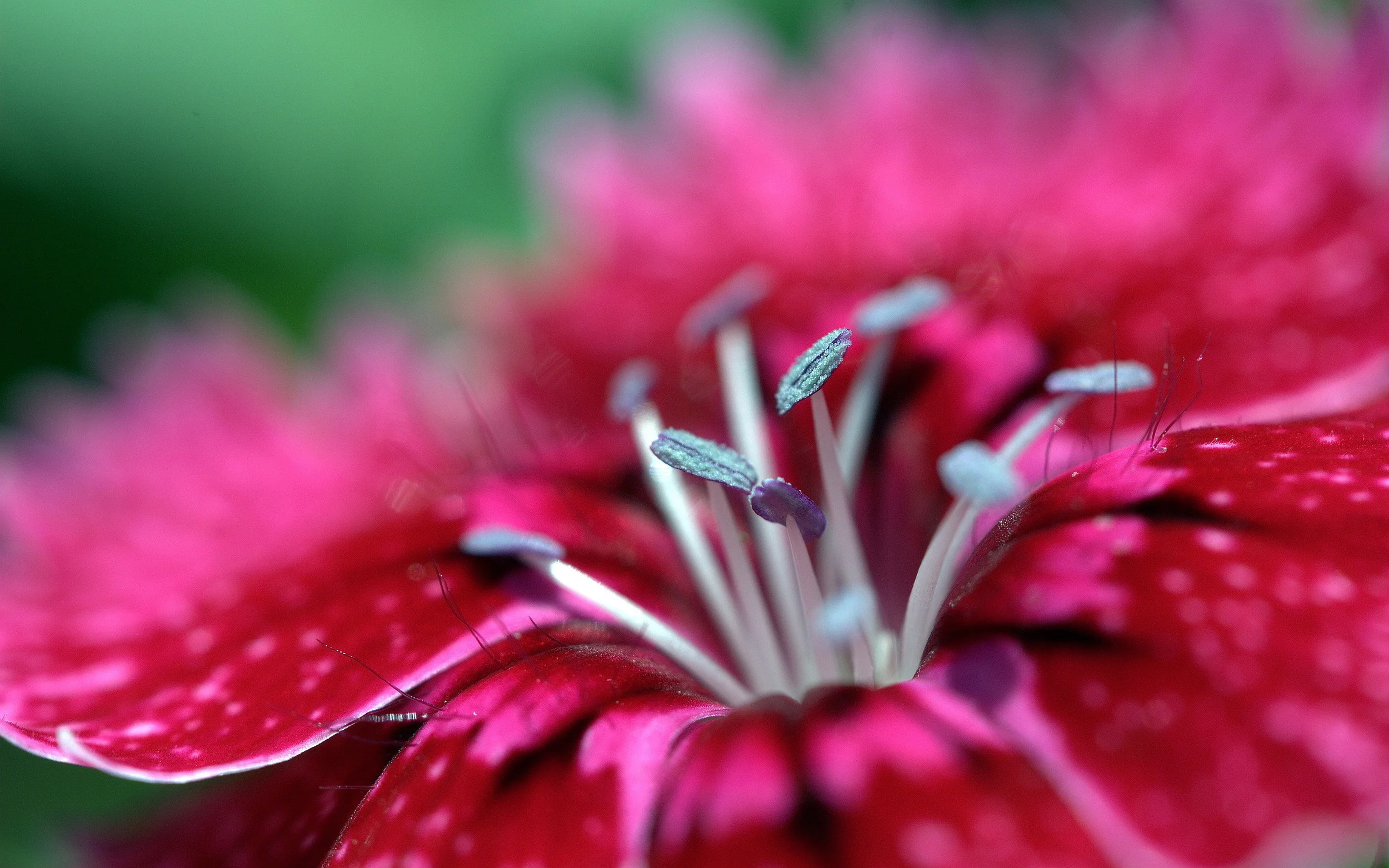 6923615-red-flower-macro.jpg