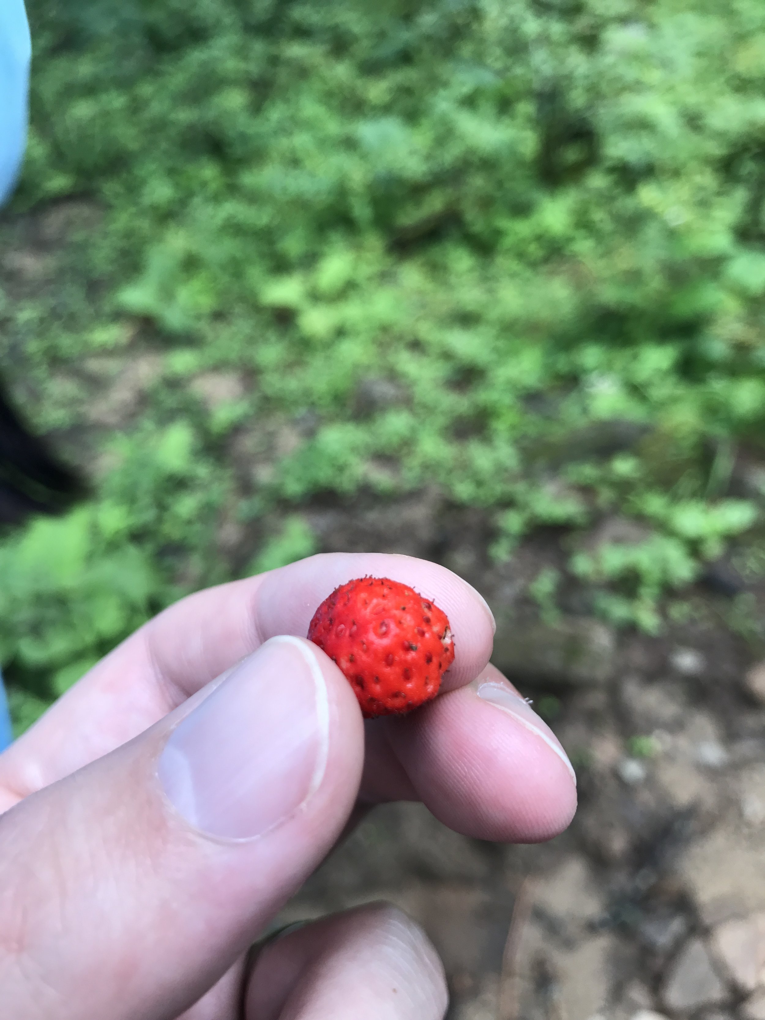  Bhutanese wild Strawberries! Small.... 