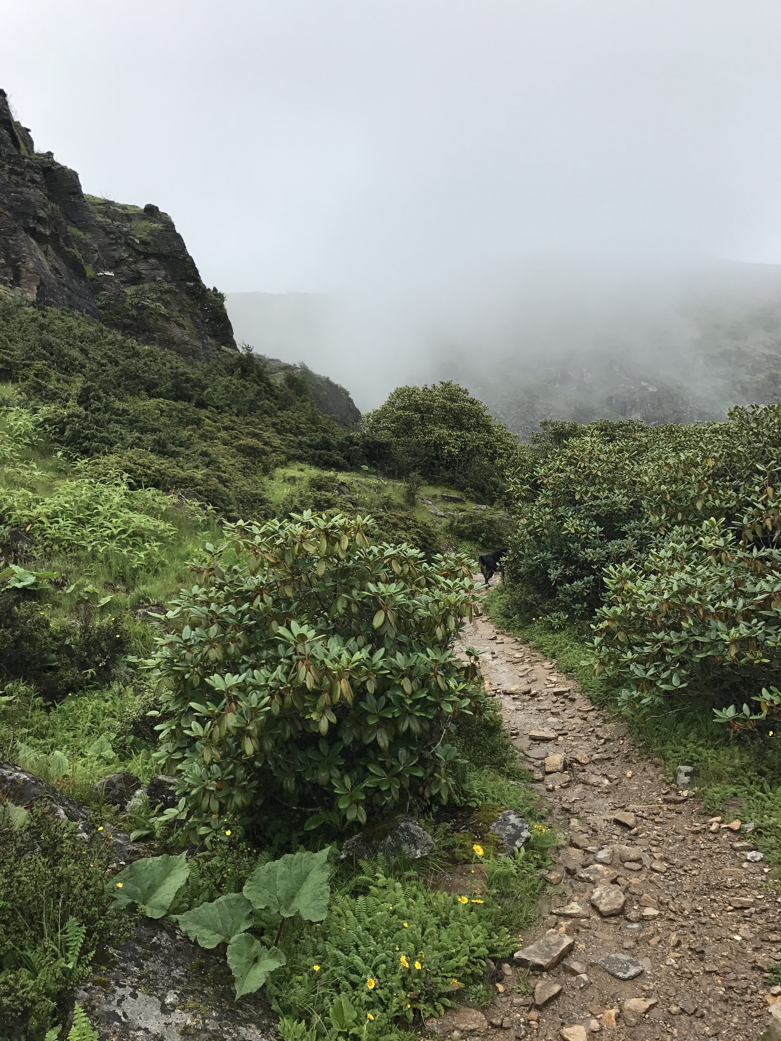  Typical sight, misty trails, and plenty of Rhododendron 