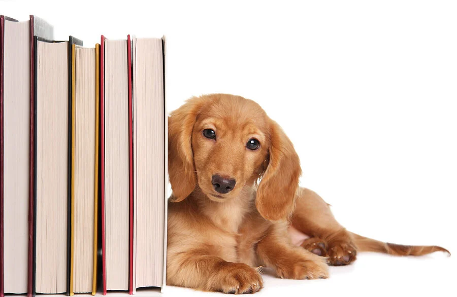 Food for Thought 2019 - The Life-Sparring Books of the Year