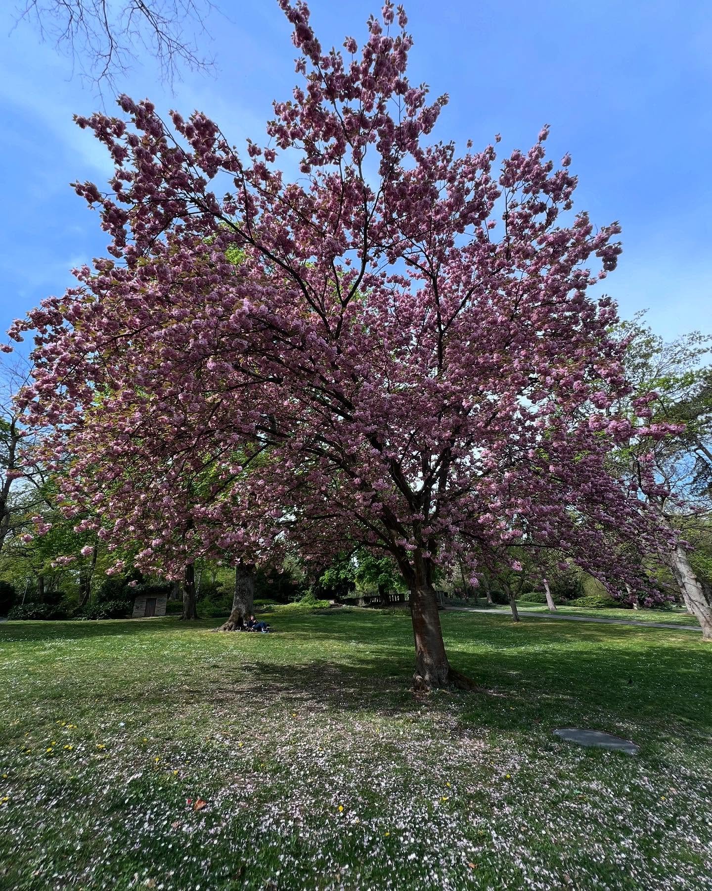 #fr&uuml;hlingserwachen in #mainz !