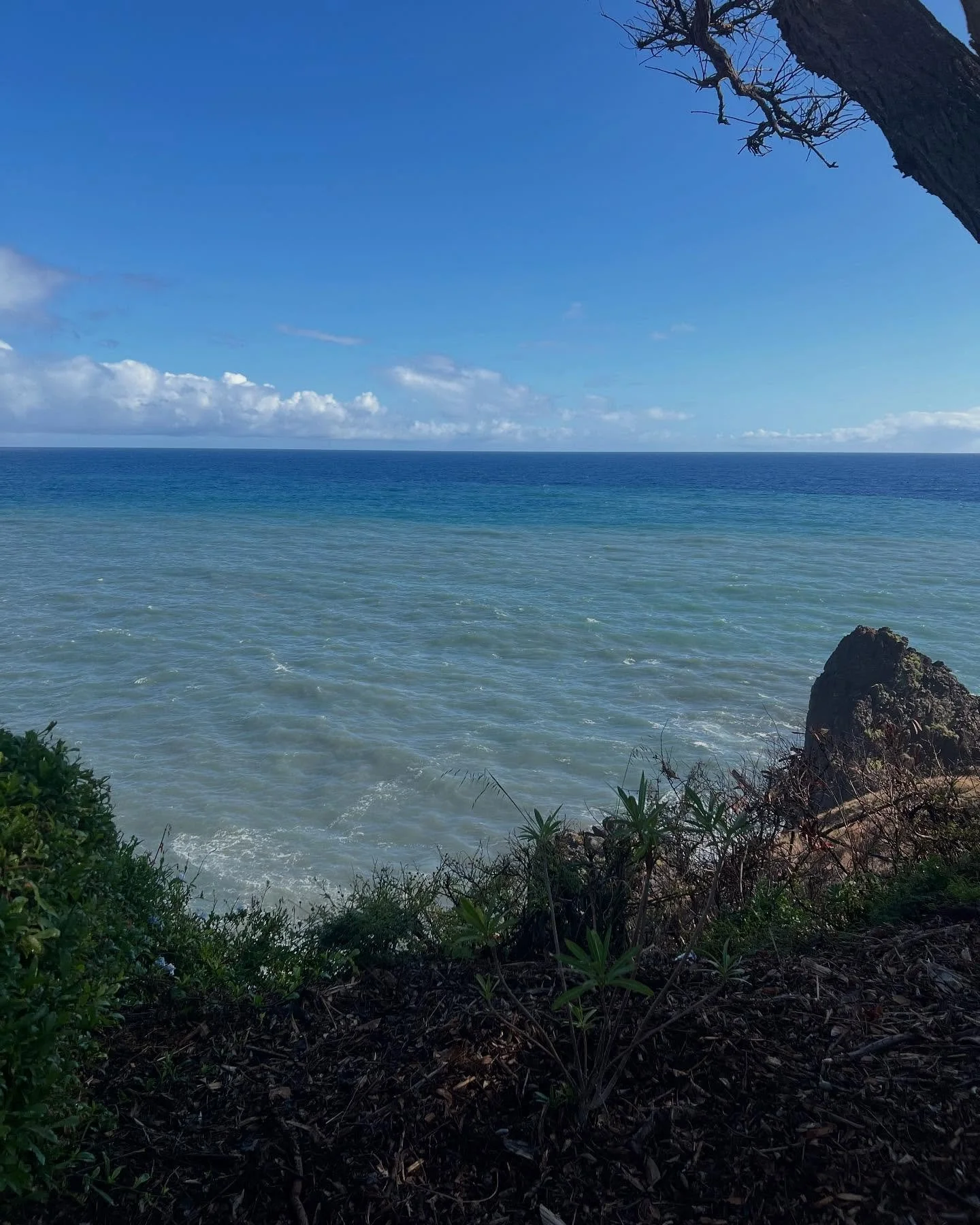 Spring in #madeira !