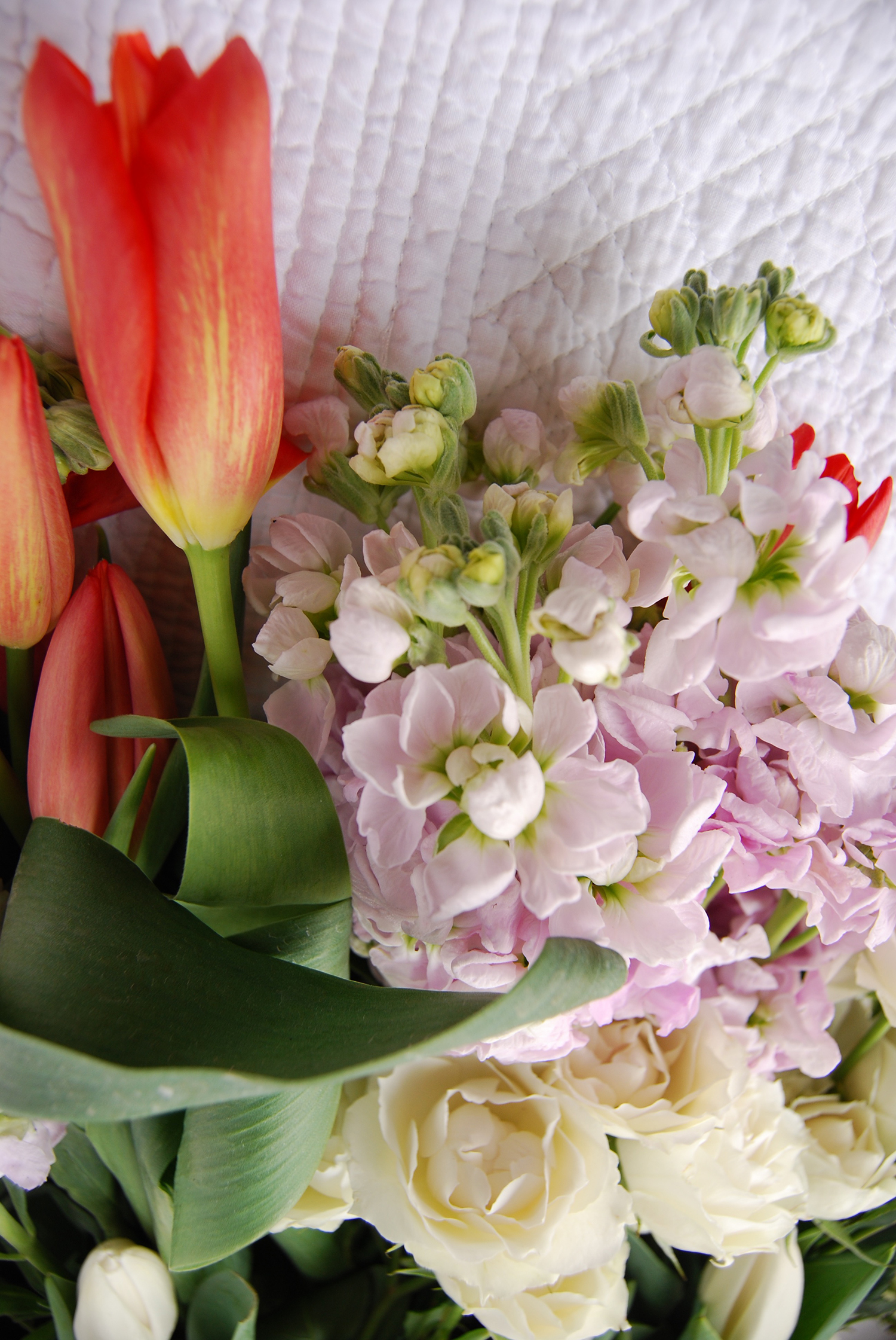So Fresh & Pretty.