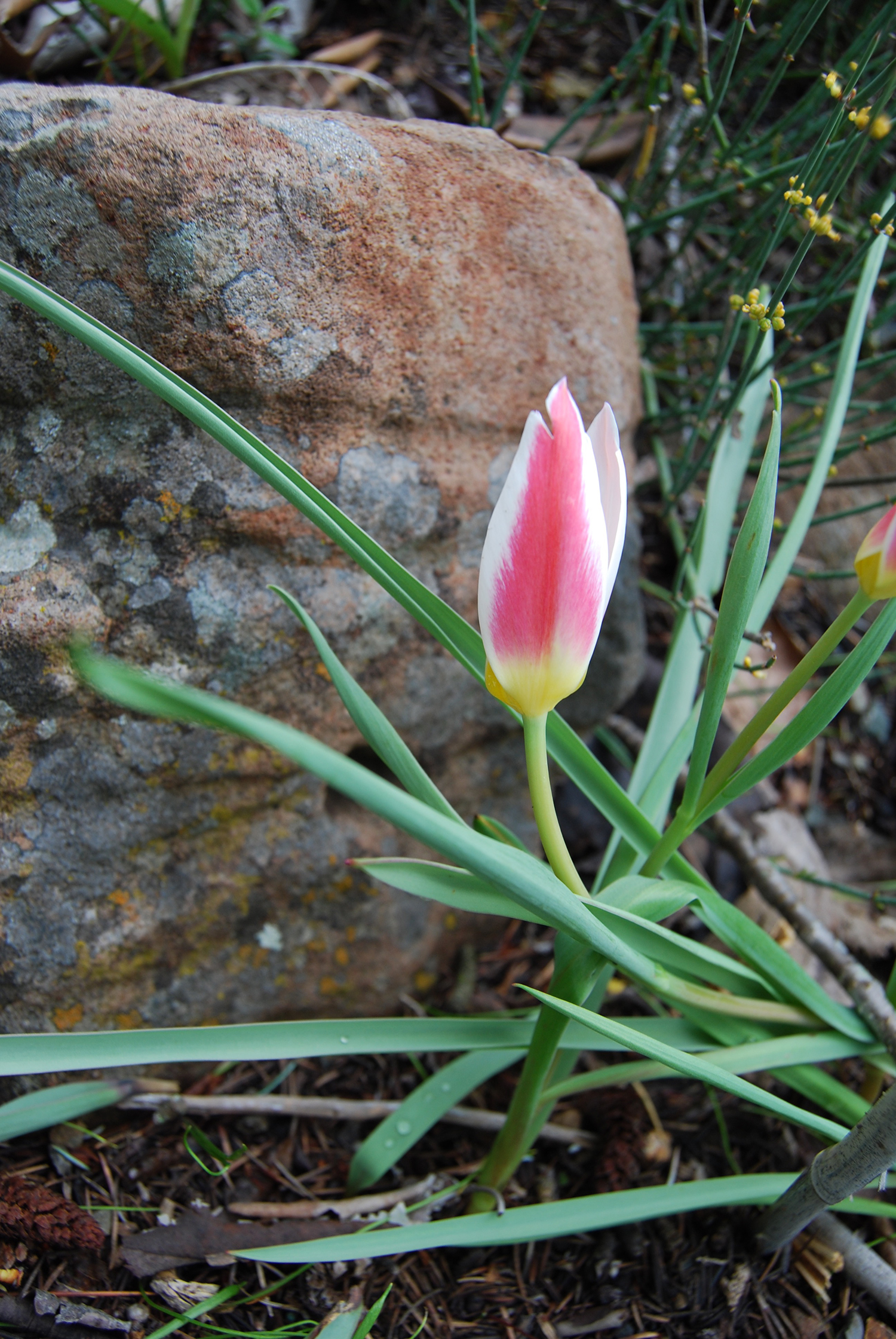 botanic_adventure_13.jpg