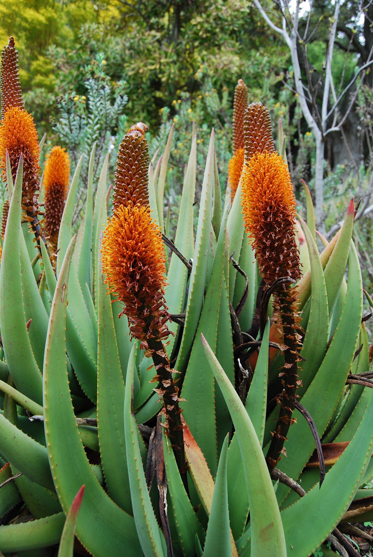 botanic_adventure_23.jpg