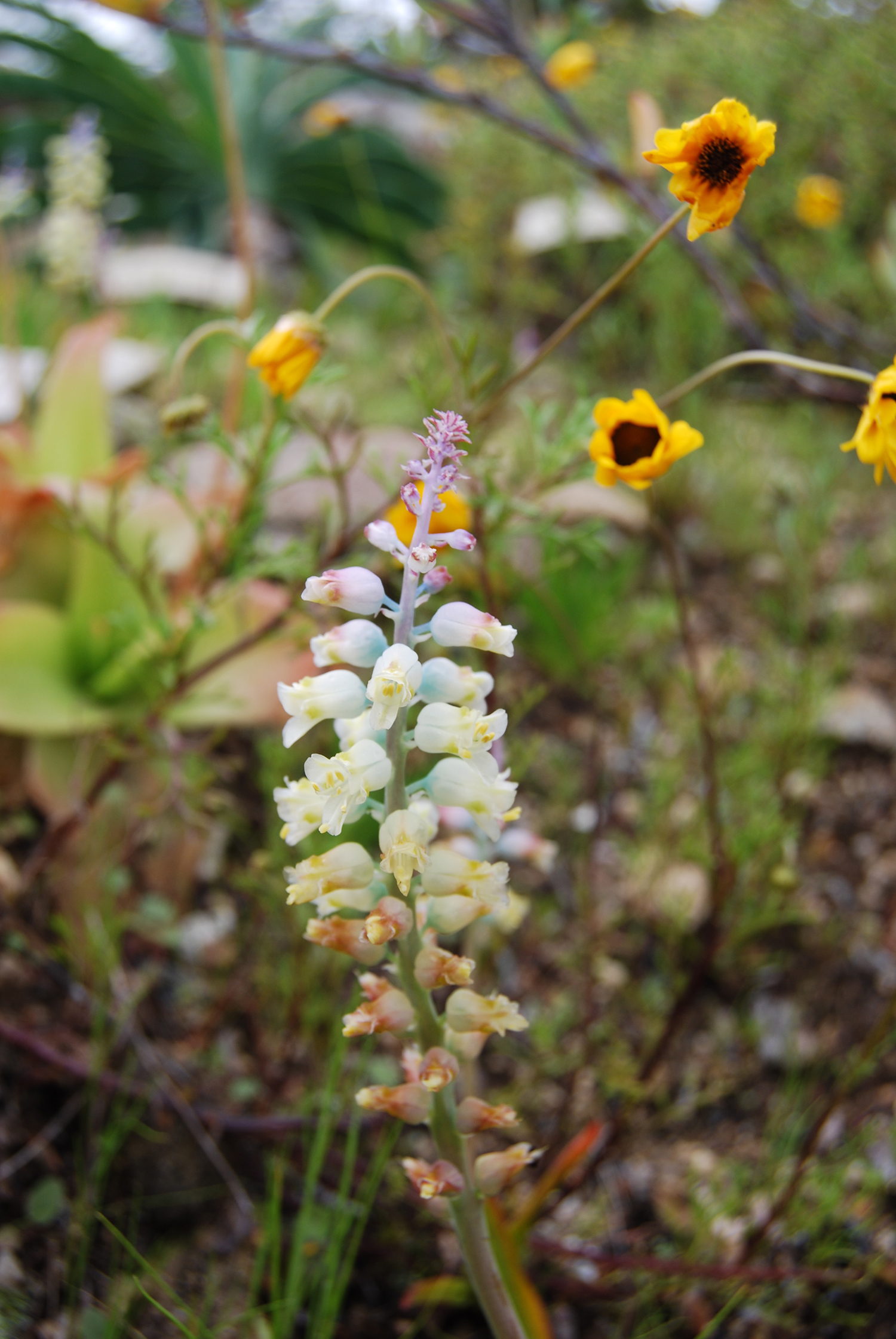 botanica_adventure_20.jpg