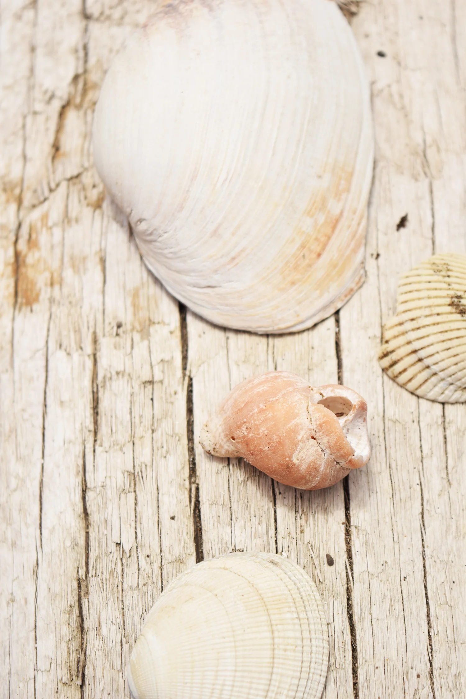 Day 151 - See Shells. — Andra Weber Creative