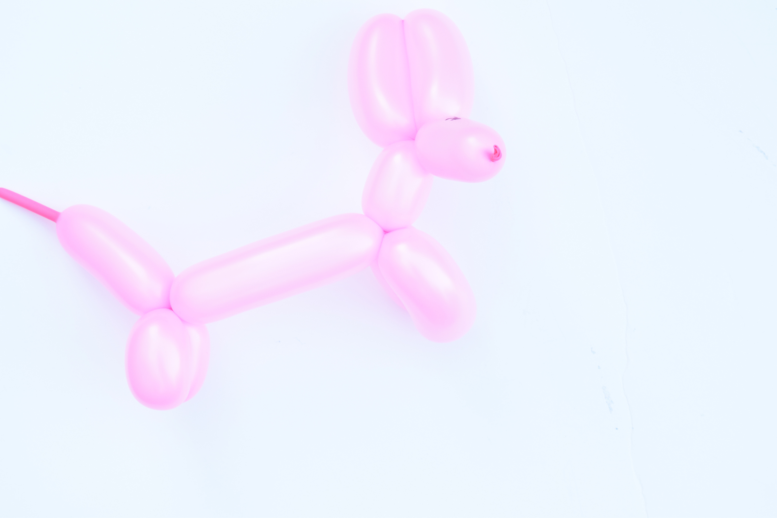Dog.