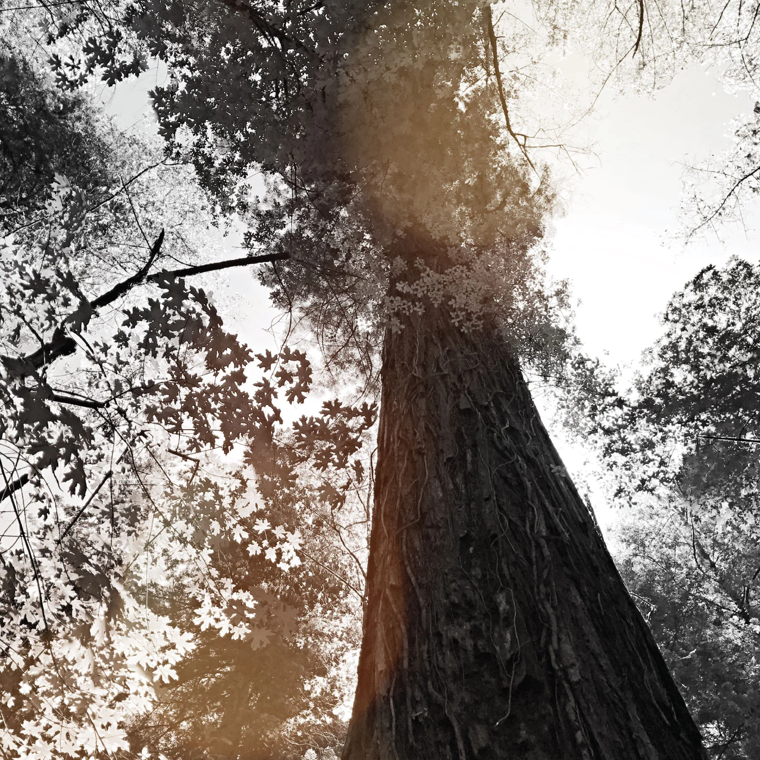 titans_trees_sq_3.jpg