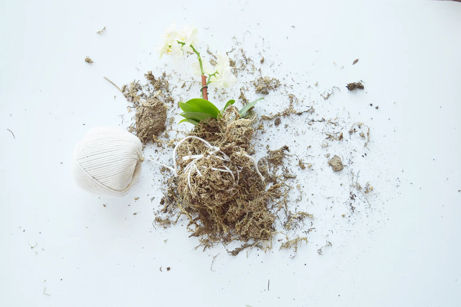 moss_ball_1.jpg